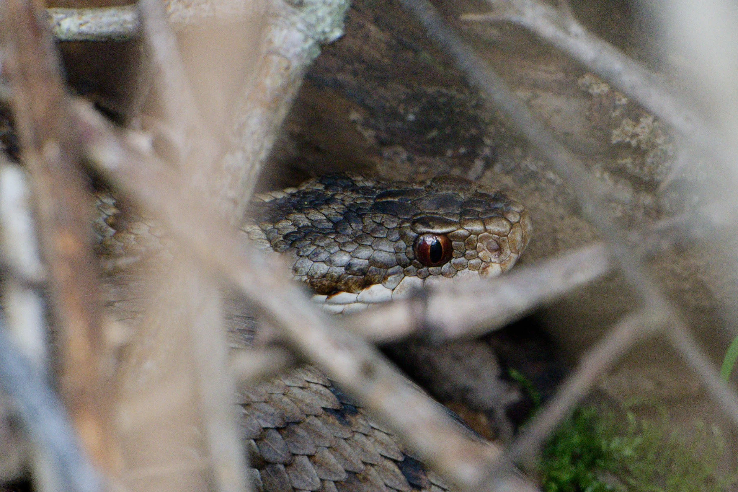 Adder 83 - 2/4/2026