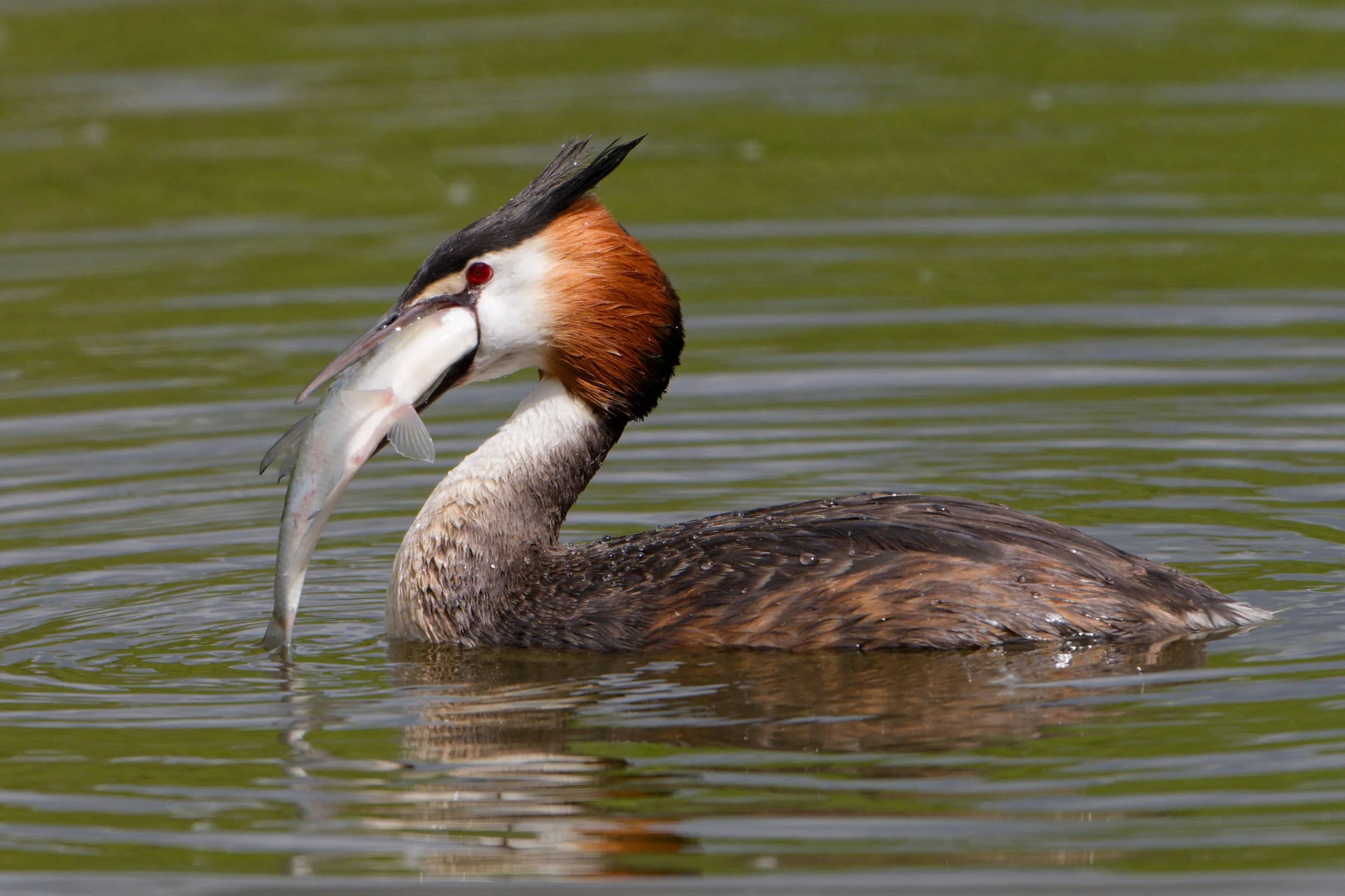 Great Crested Grebe with Fish (WB027)