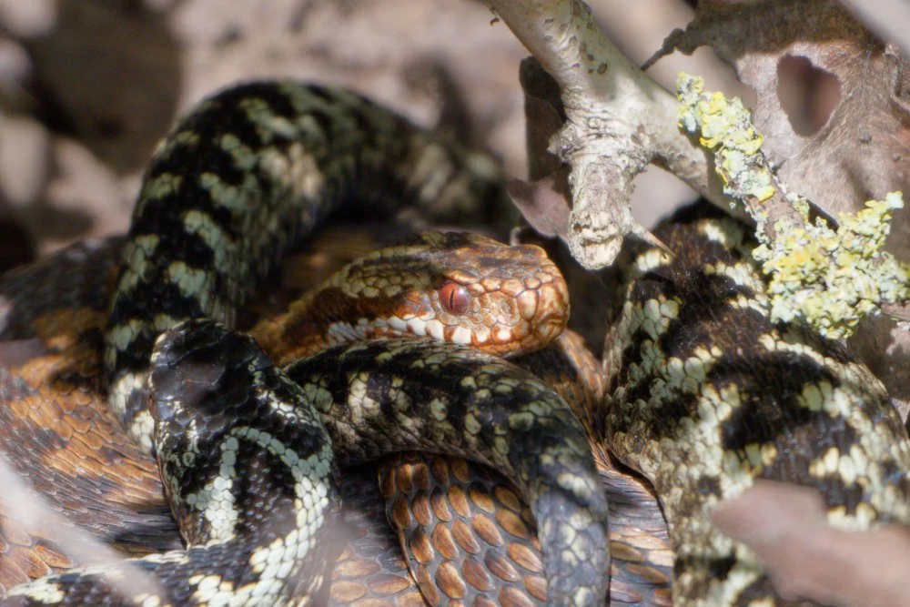 Adder 84 - 6/4/2026