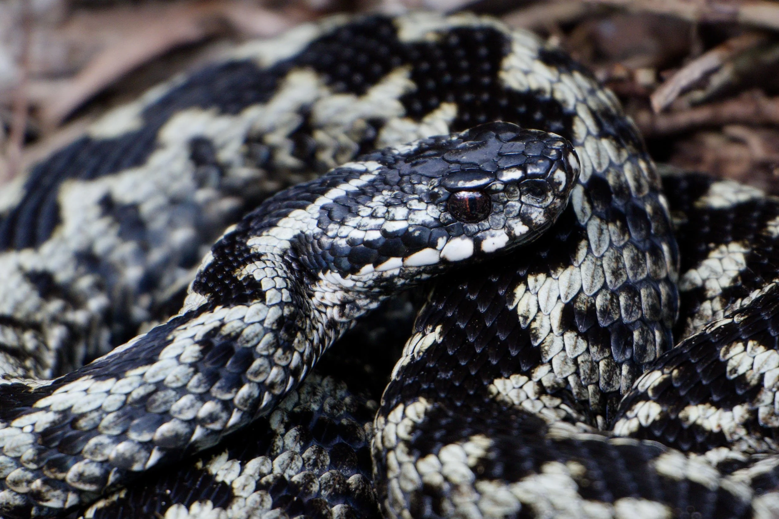 Adder 77 - 2/4/2026