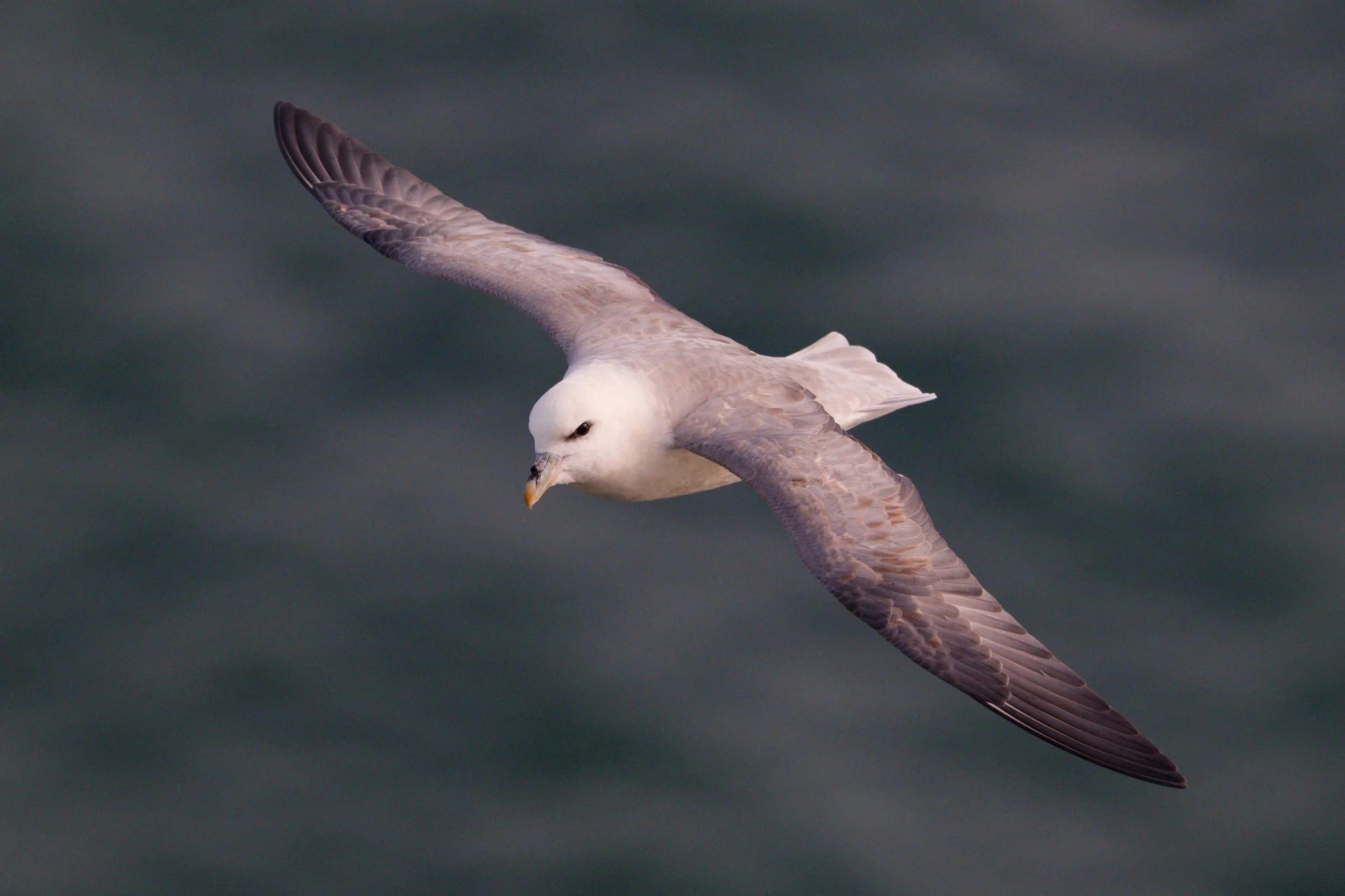 Fulmar in flight (WB042)