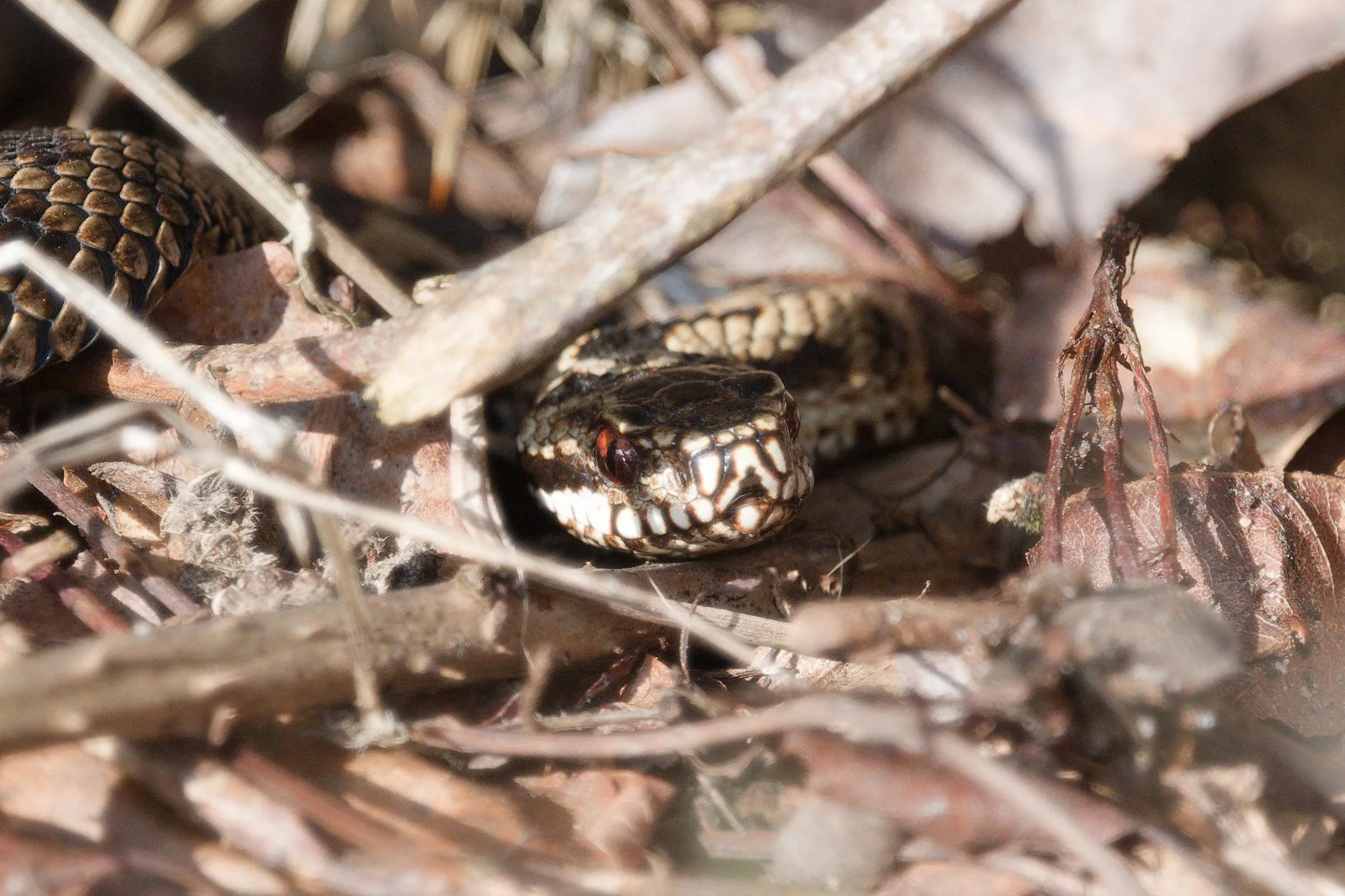 Adder 79 - 5/3/2026