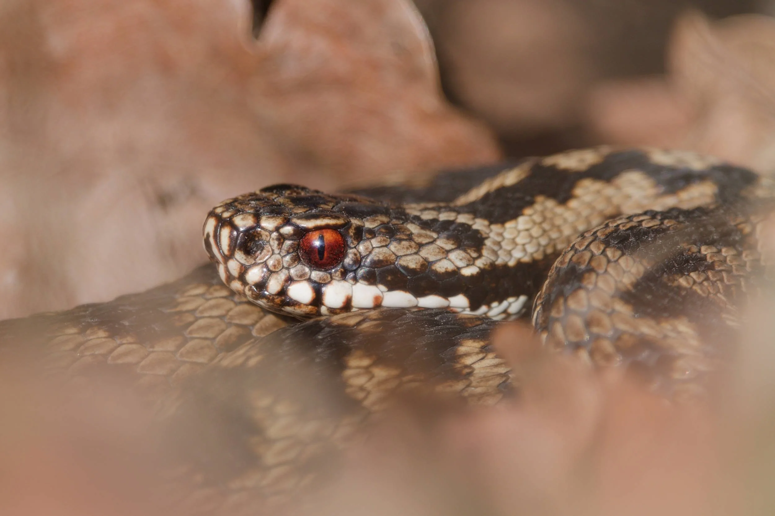 Adder 79 - 5/3/2026