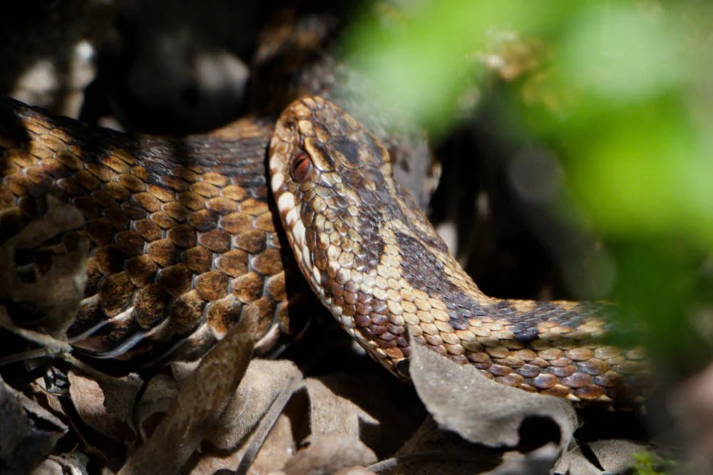 Adder 84 - 6/4/2026