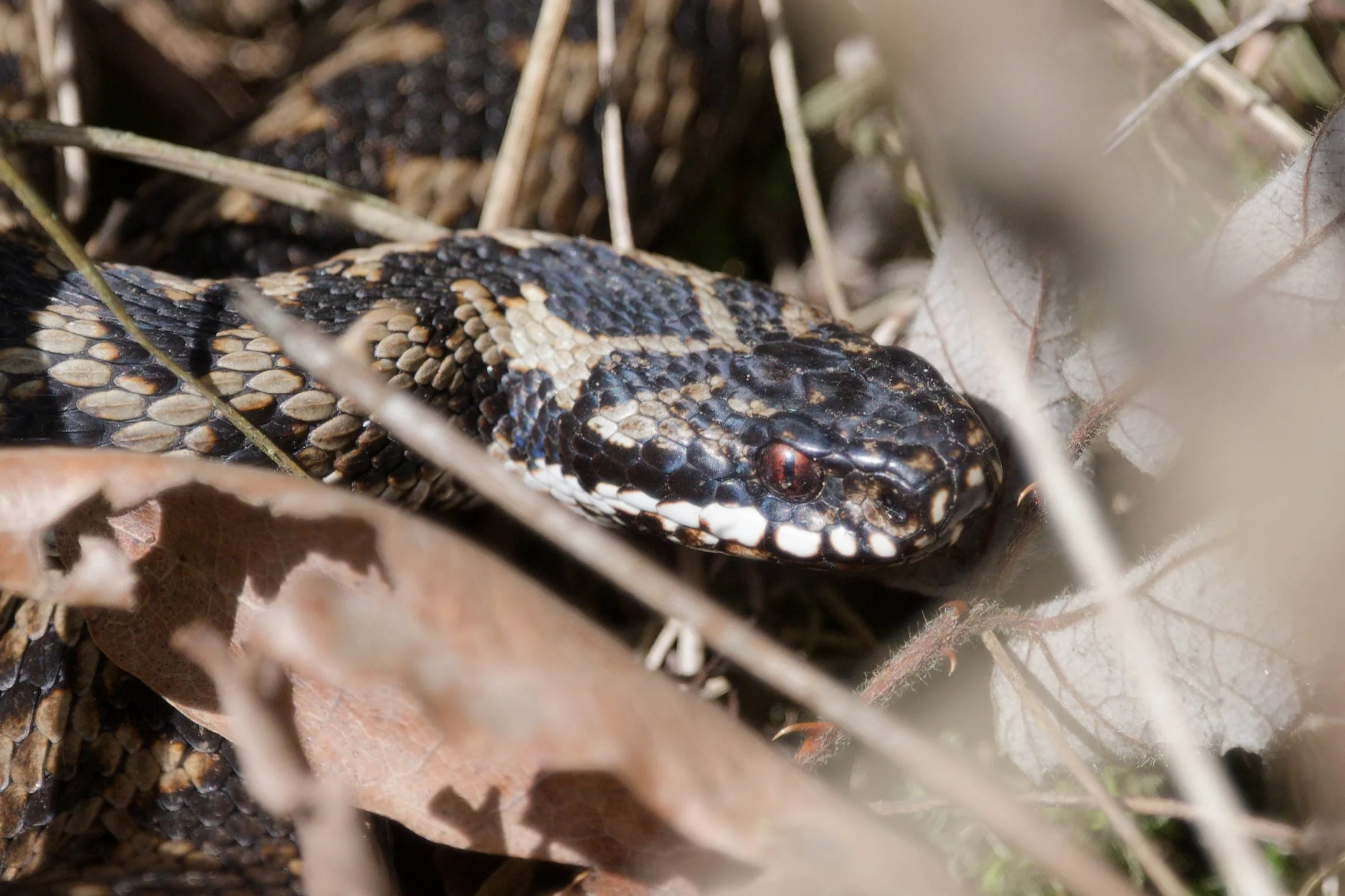 Adder 78 - 2/3/2026
