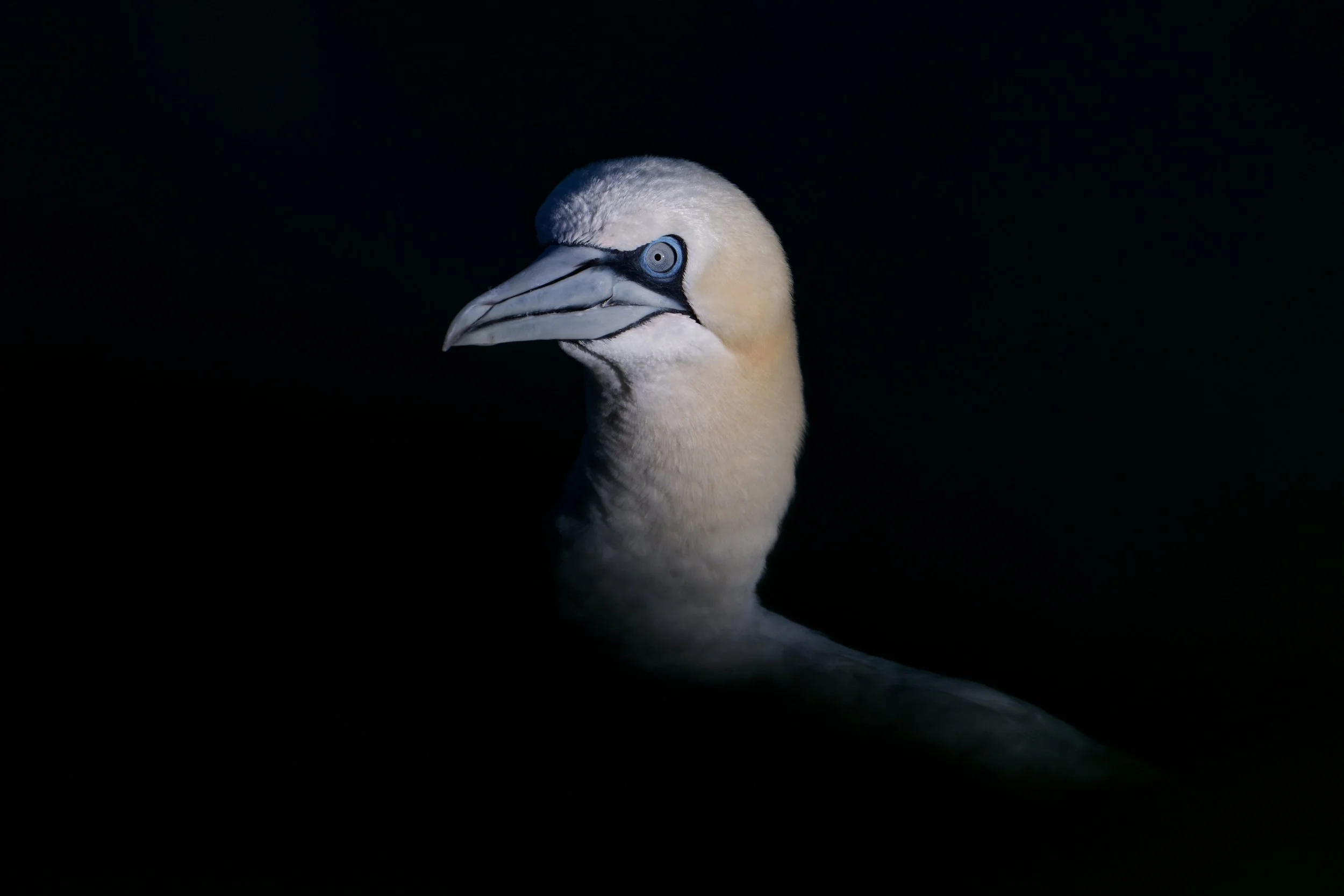 Gannet low key (WB037)