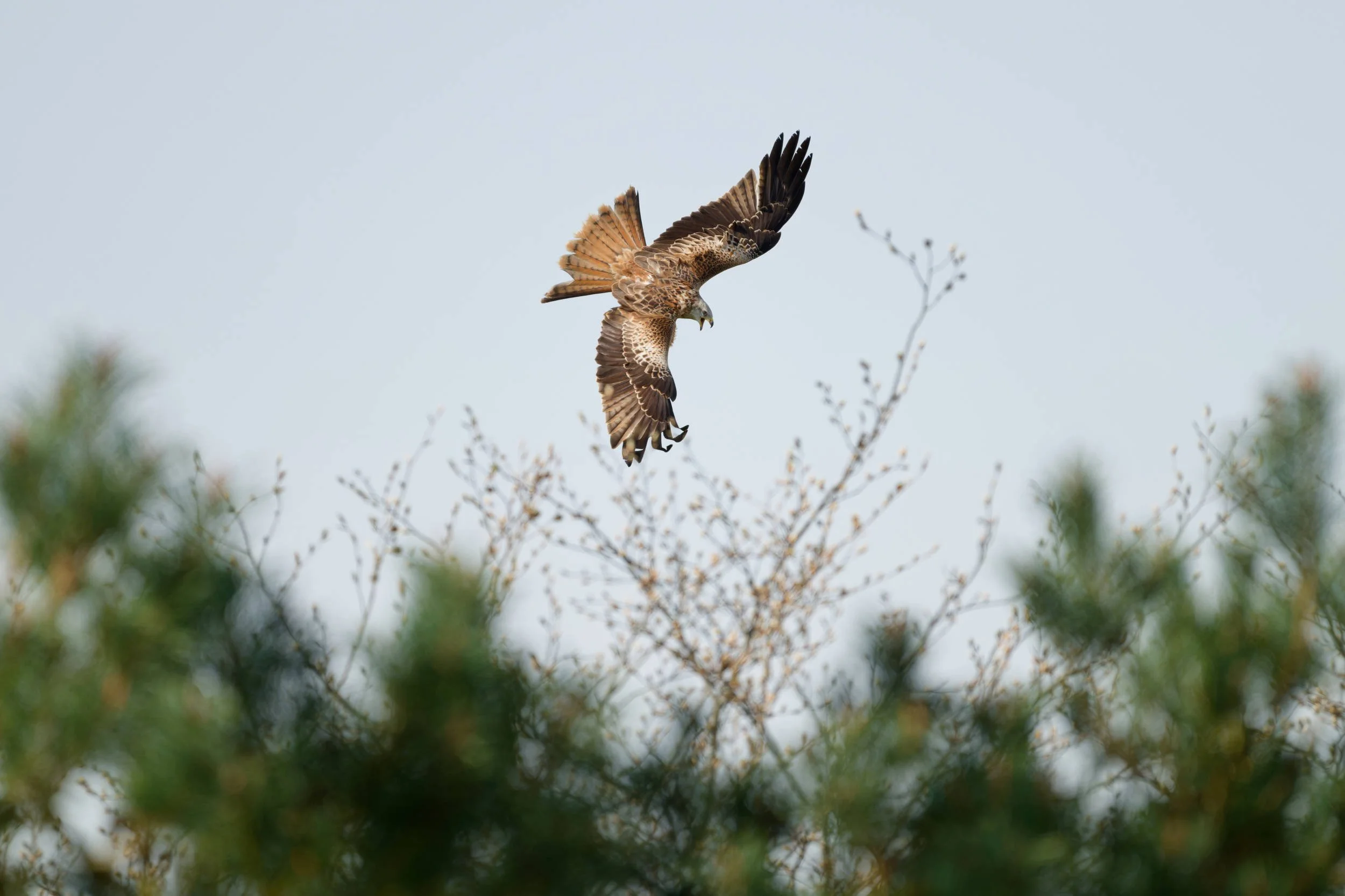 Red Kite Diving (BOP015)