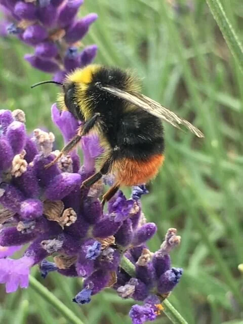 Brain, Body and Landscape – an introduction to Ecopsychology