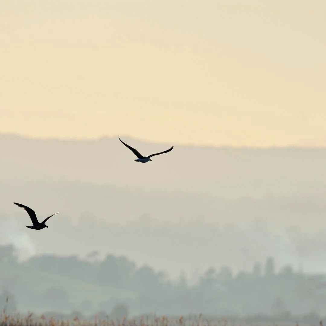 Birds flying over a misty landscape at sunrise, symbolizing balance and calm at Drishti Holistic Wellness