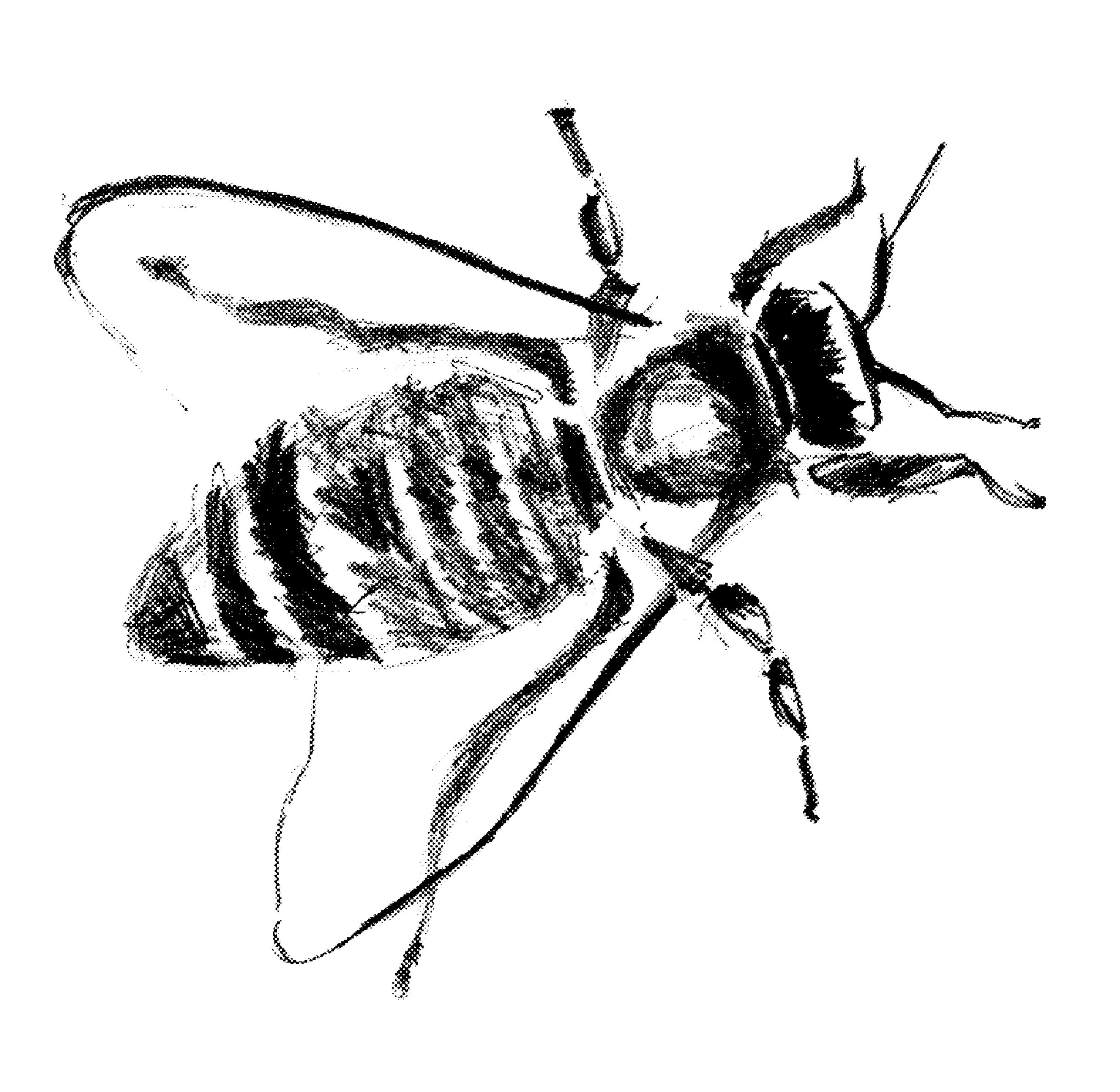 Honey bee illustration posterized