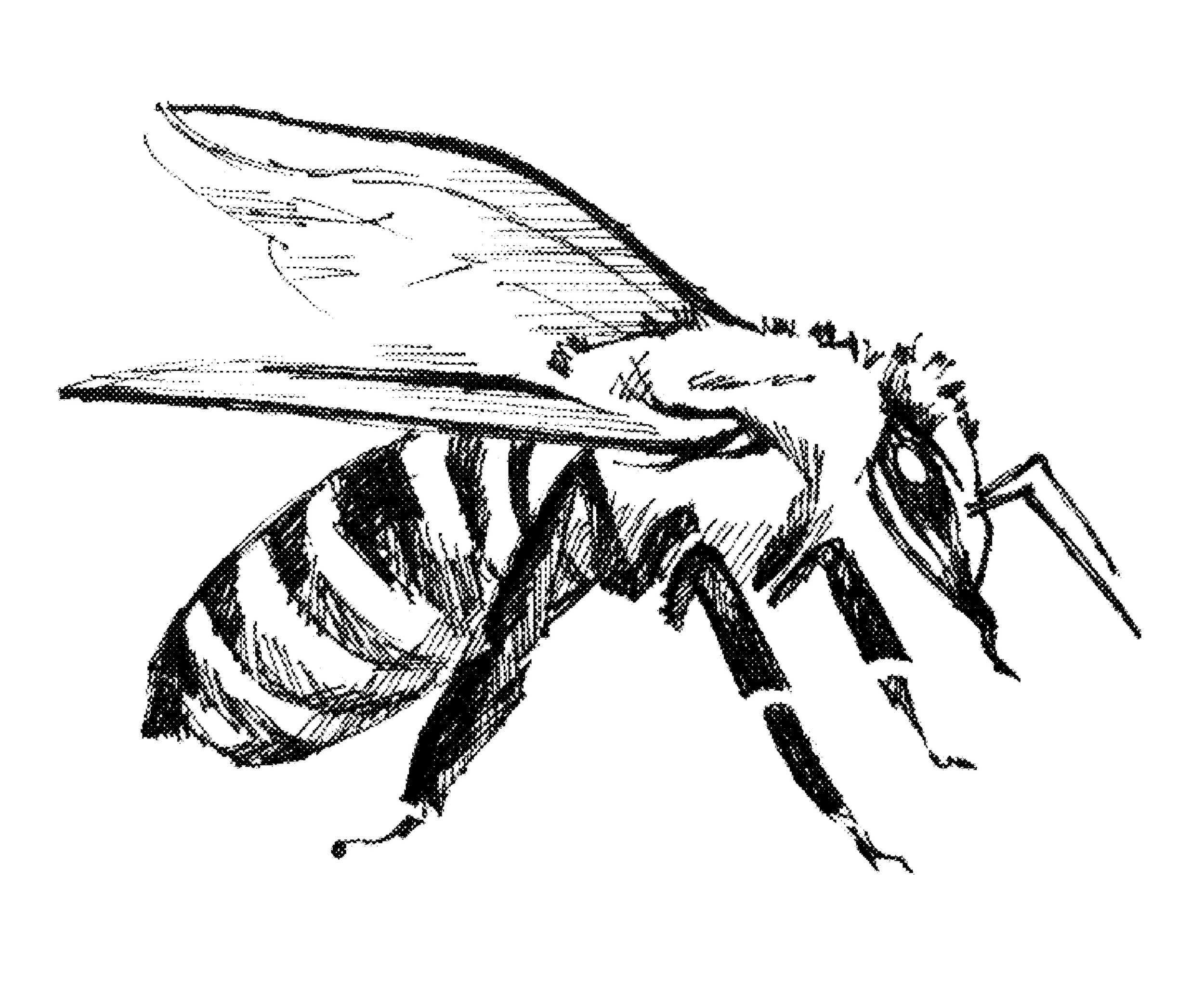 Illustration of landed honey bee