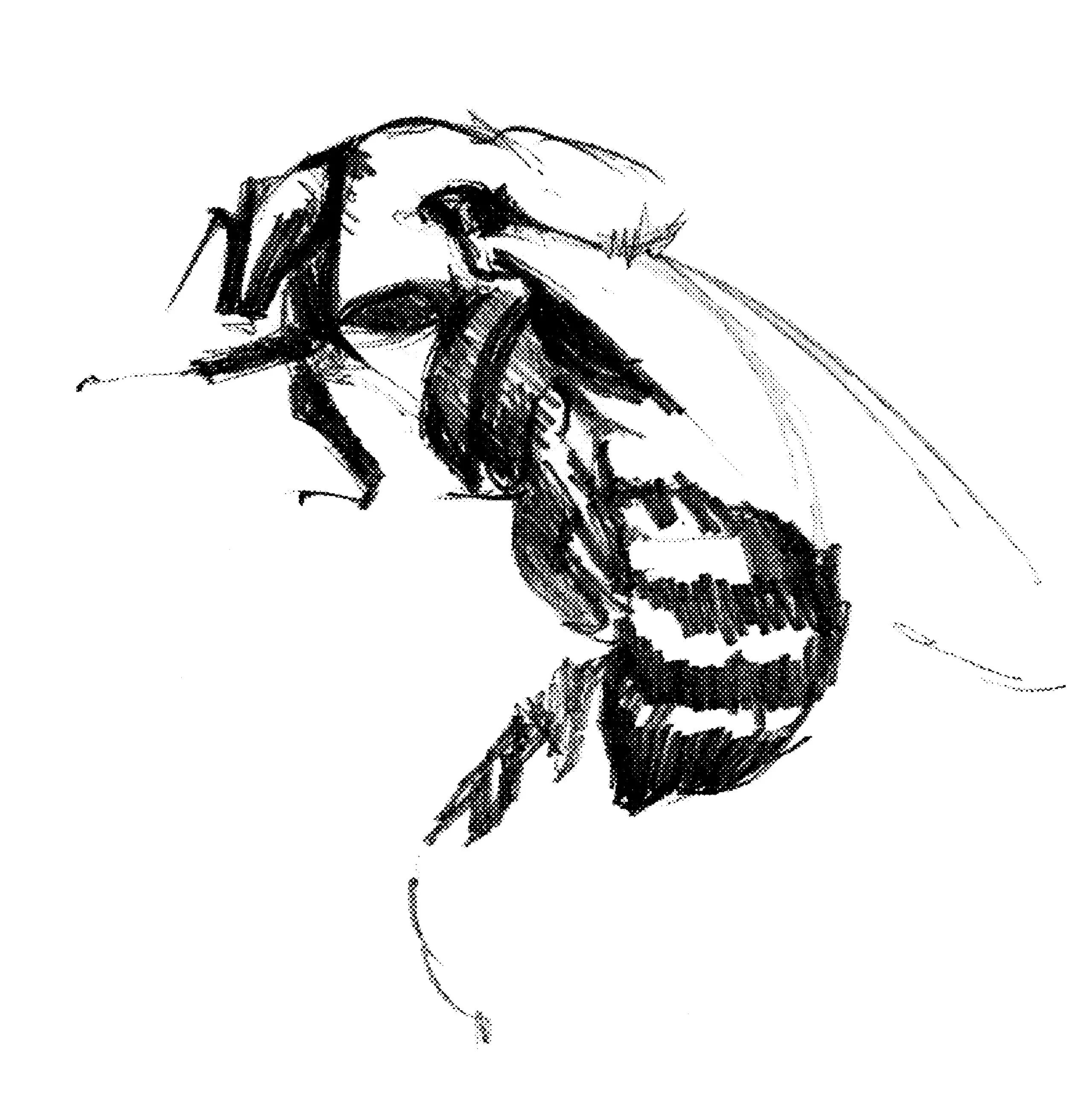 Illustration of honey bee landing