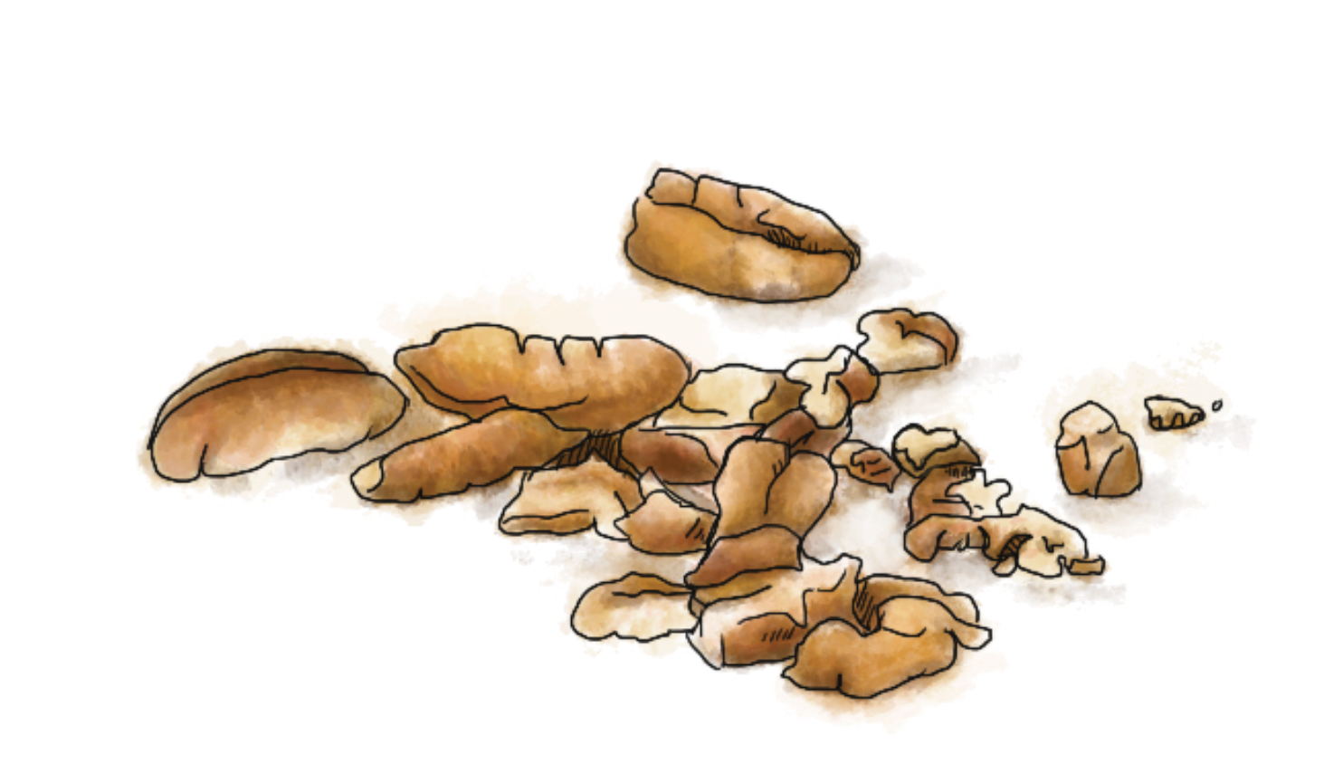 Illustration of toasted pecans