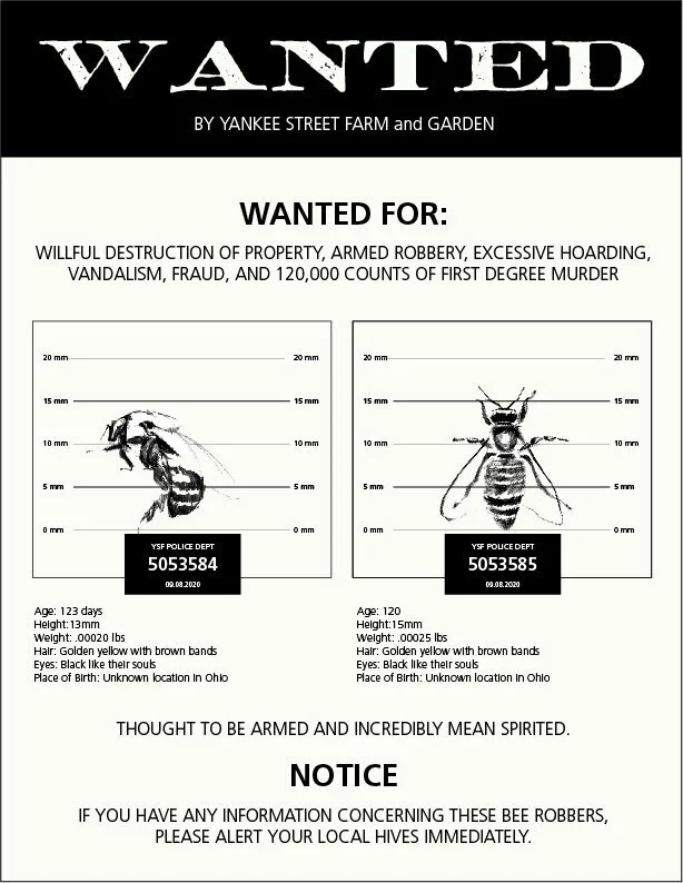 YSSFG_Bee_Robber_Wanted_Poster.jpg