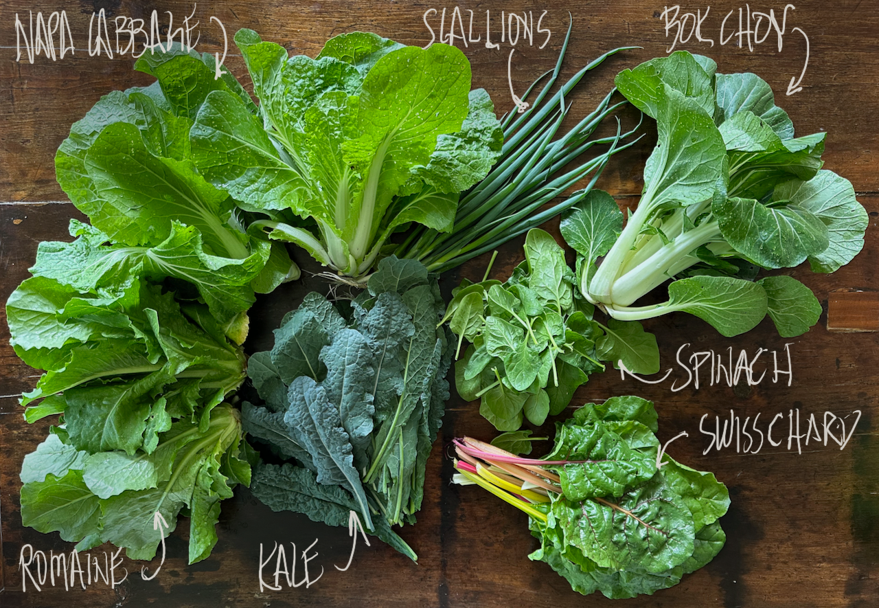 2024 Spring | Week 6