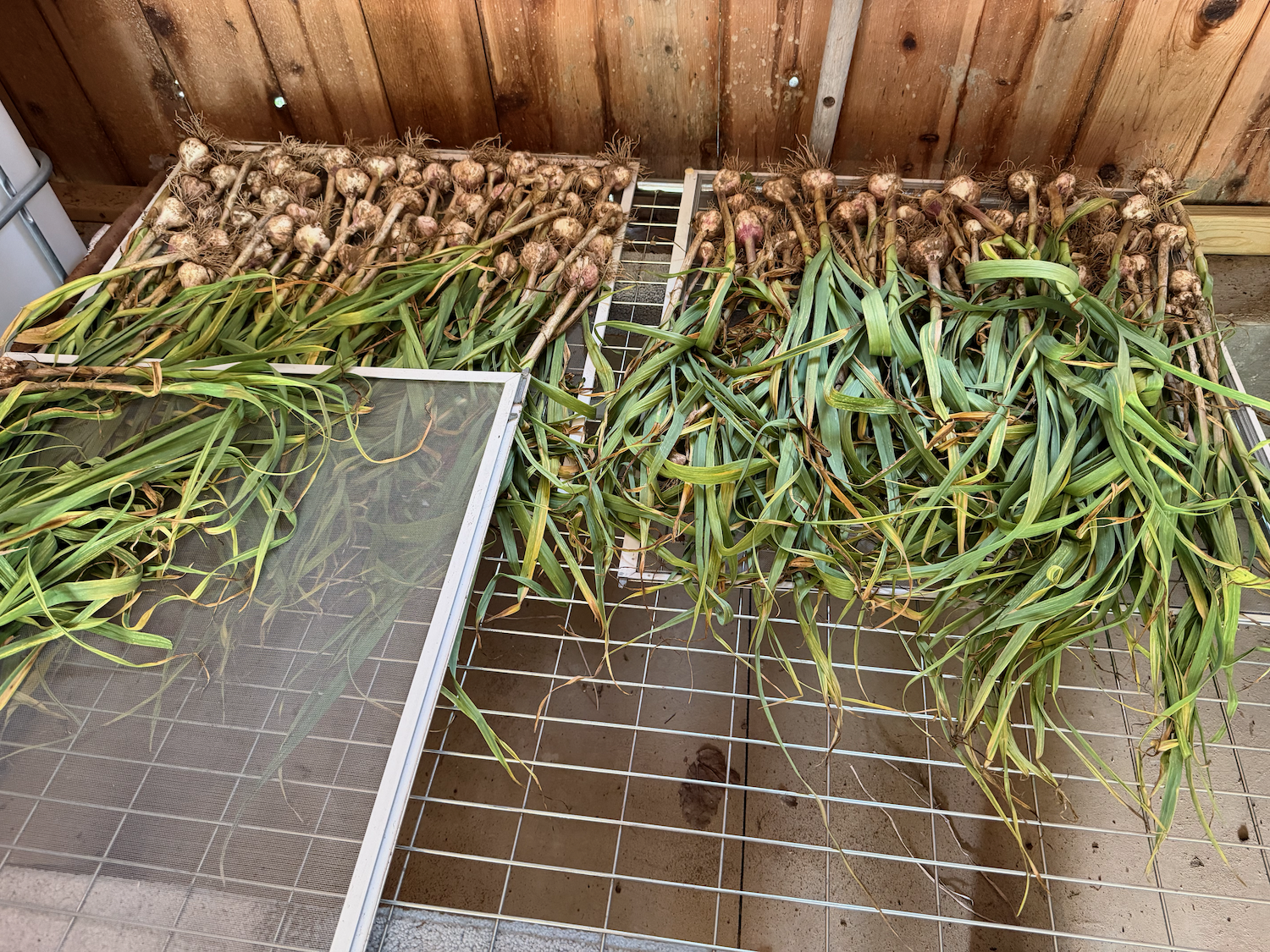 YSFG2026Harvest9 - 2.png