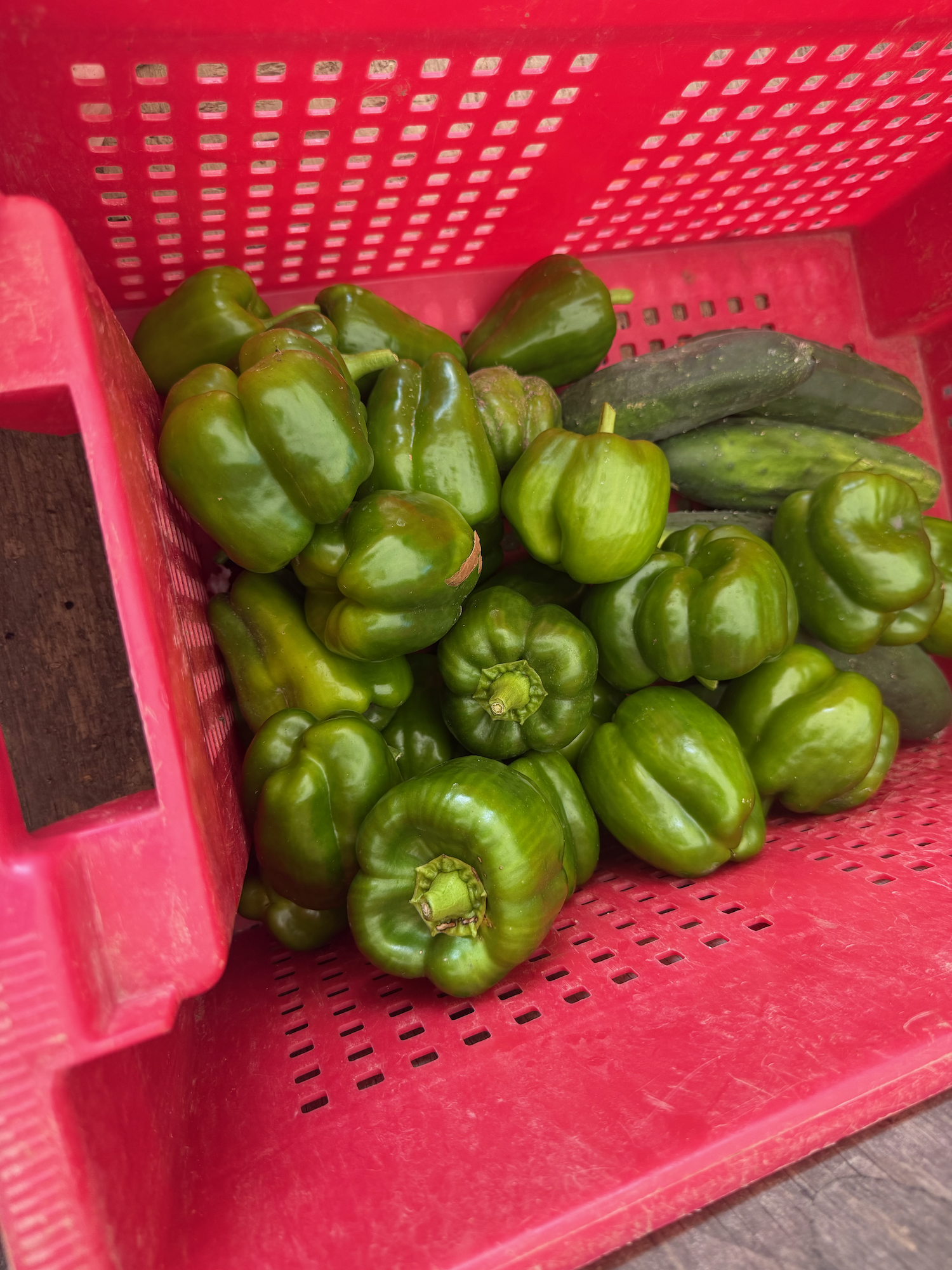 YSFG2026Harvest14 - 6.png