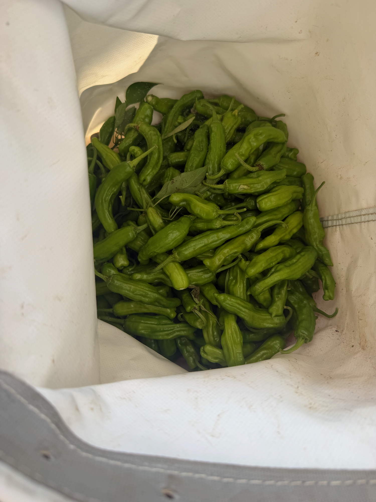 YSFG2026Harvest14 - 5.png