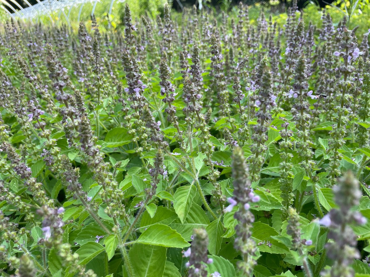 Tulsi, tulsi, tulsi - we introduced it last year, but this year we grew our own. Too many good things to say about tulsi and it's going to be a staple here on the farm for years to come. Get on the tulsi-train now.