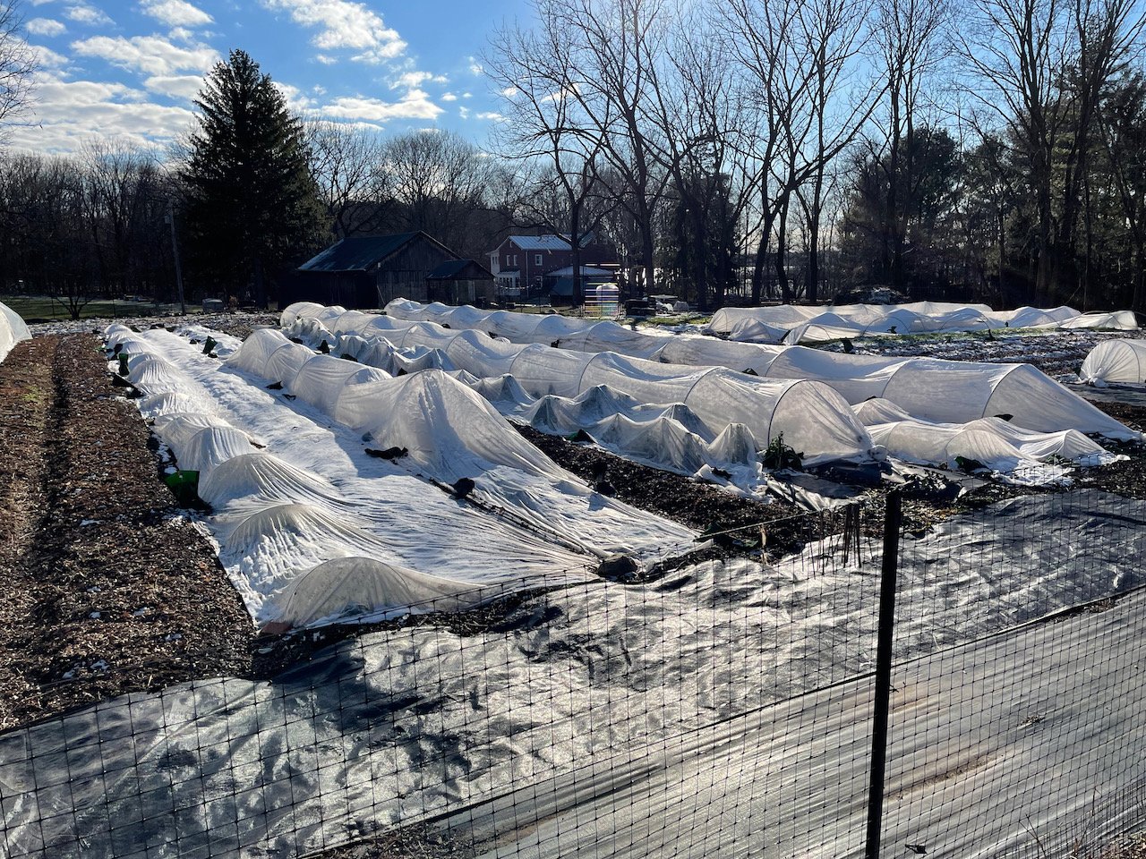 2021 is our first year to over-winter a large amount of our fall crops. They will go dormant until mid February and then they will continue to grow and provide early-season delicacies.