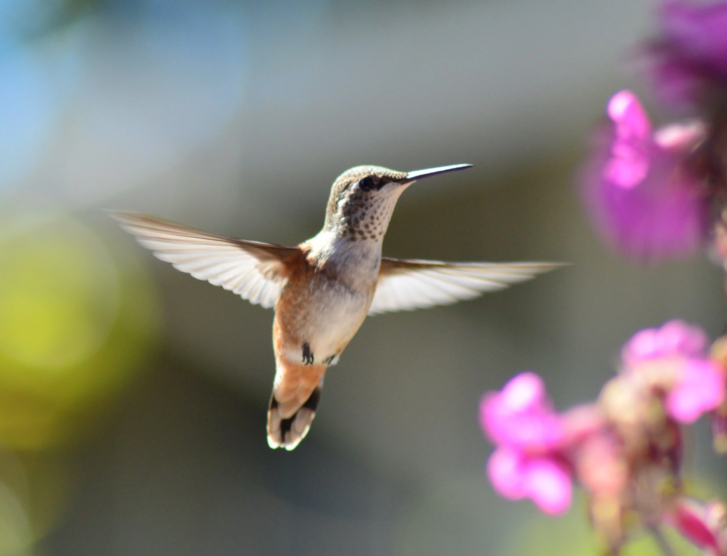 The sound of birds