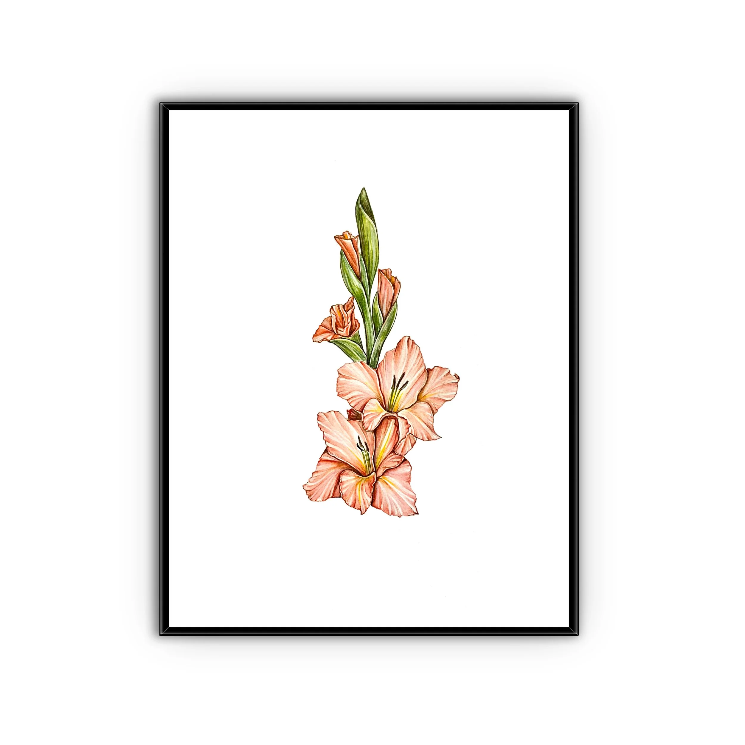 Sunset Gladiola  - 8.5" x 11"