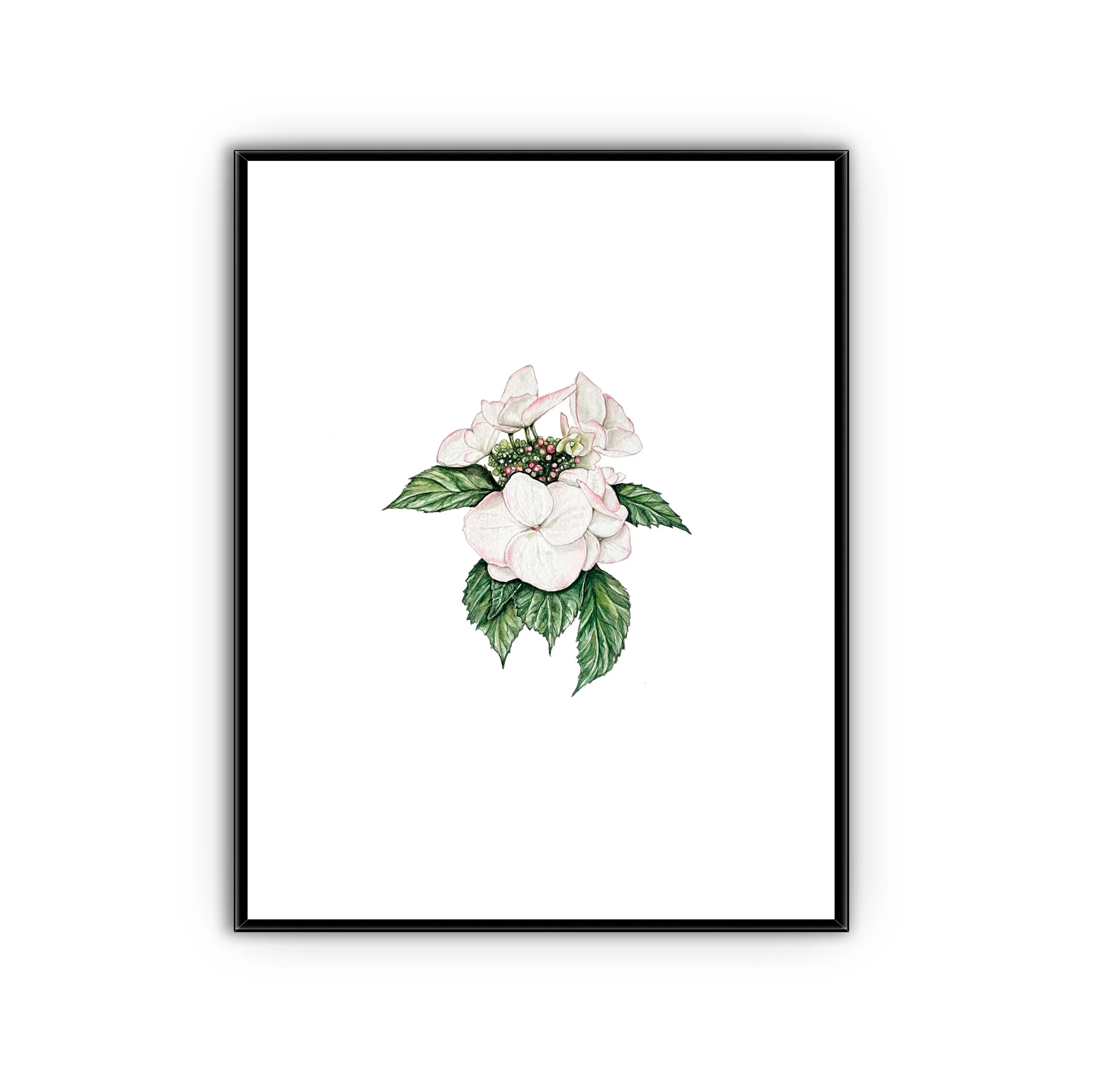 Hydrangea  - 8.5" x 11"