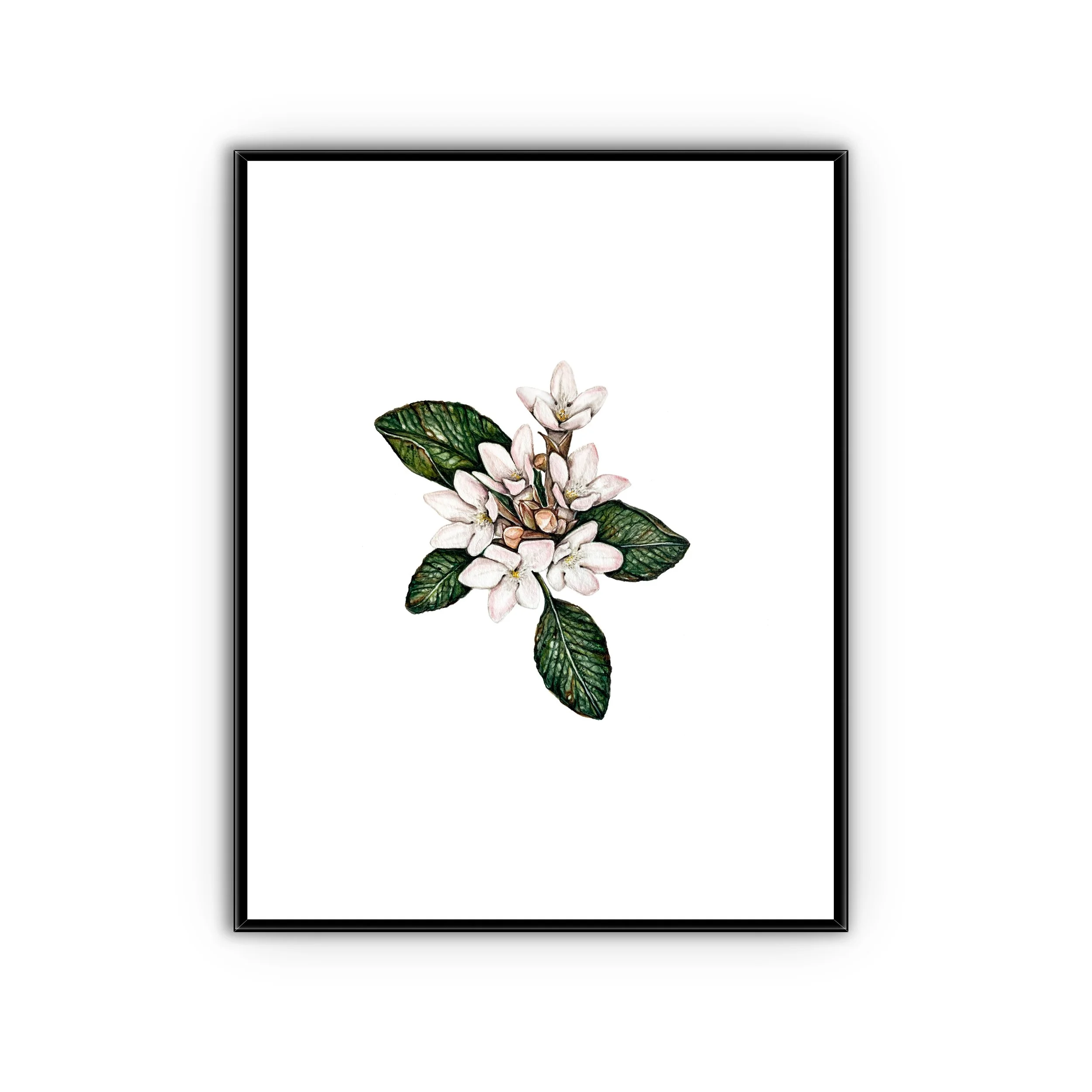 Mayflower - 8.5" x 11"