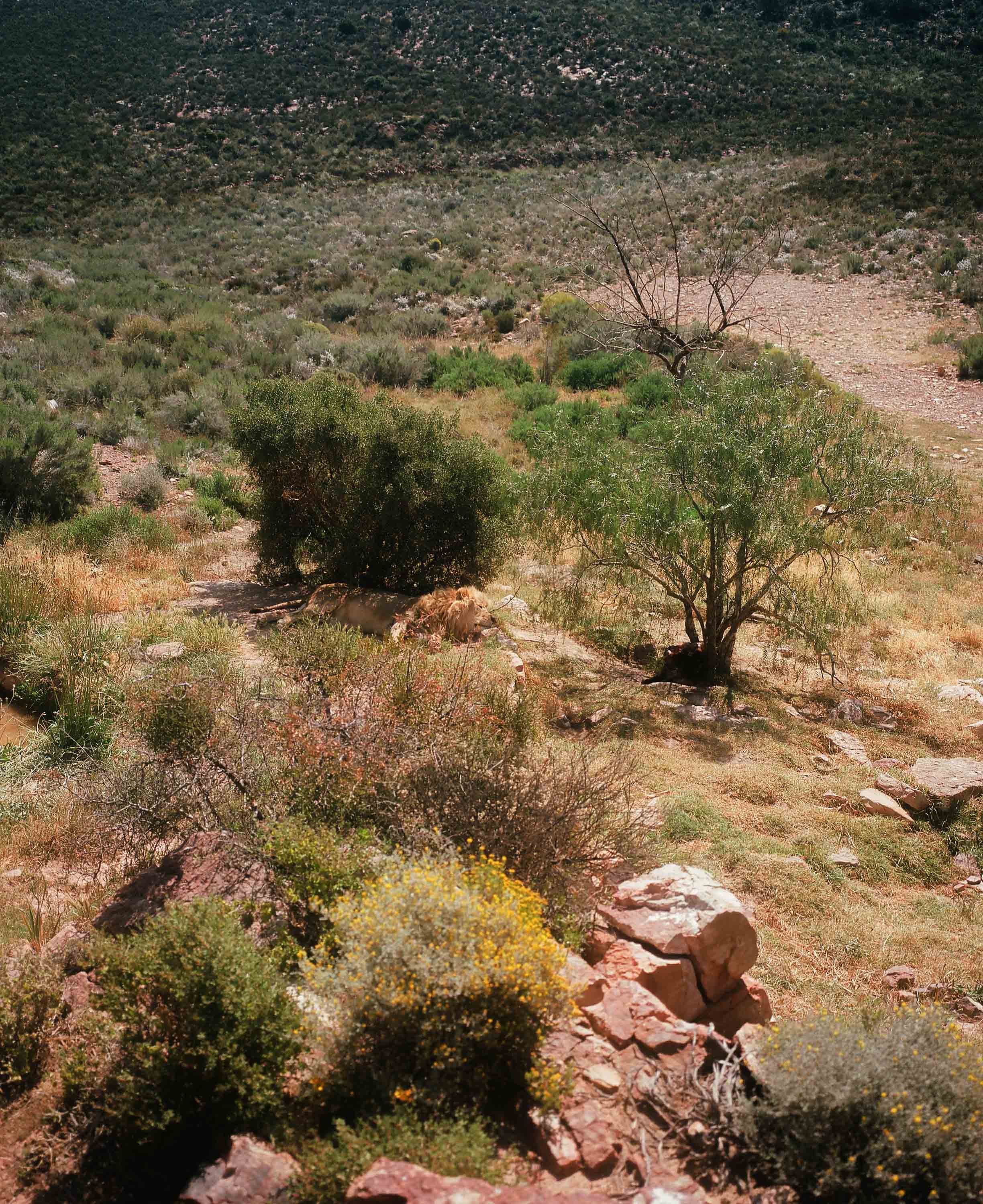 Aquila game reserve 2024