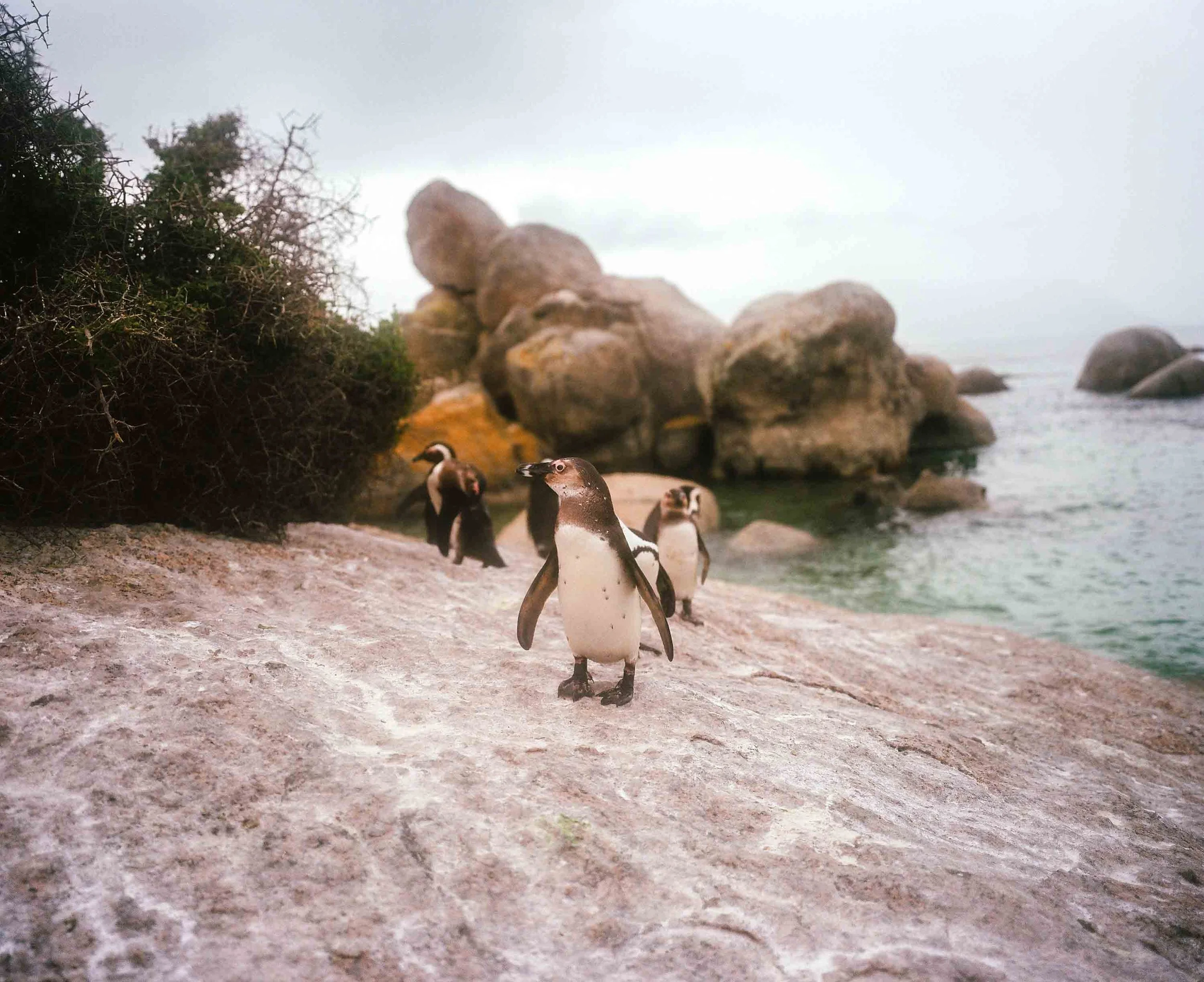 Boulders Beach penguins 2024