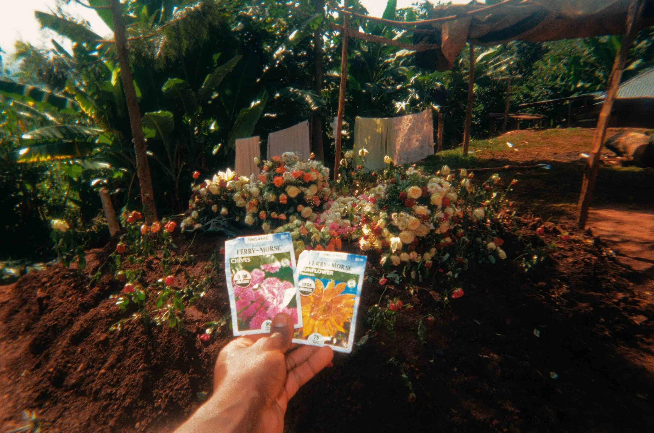 Flower seeds, grandmother's grave 2023