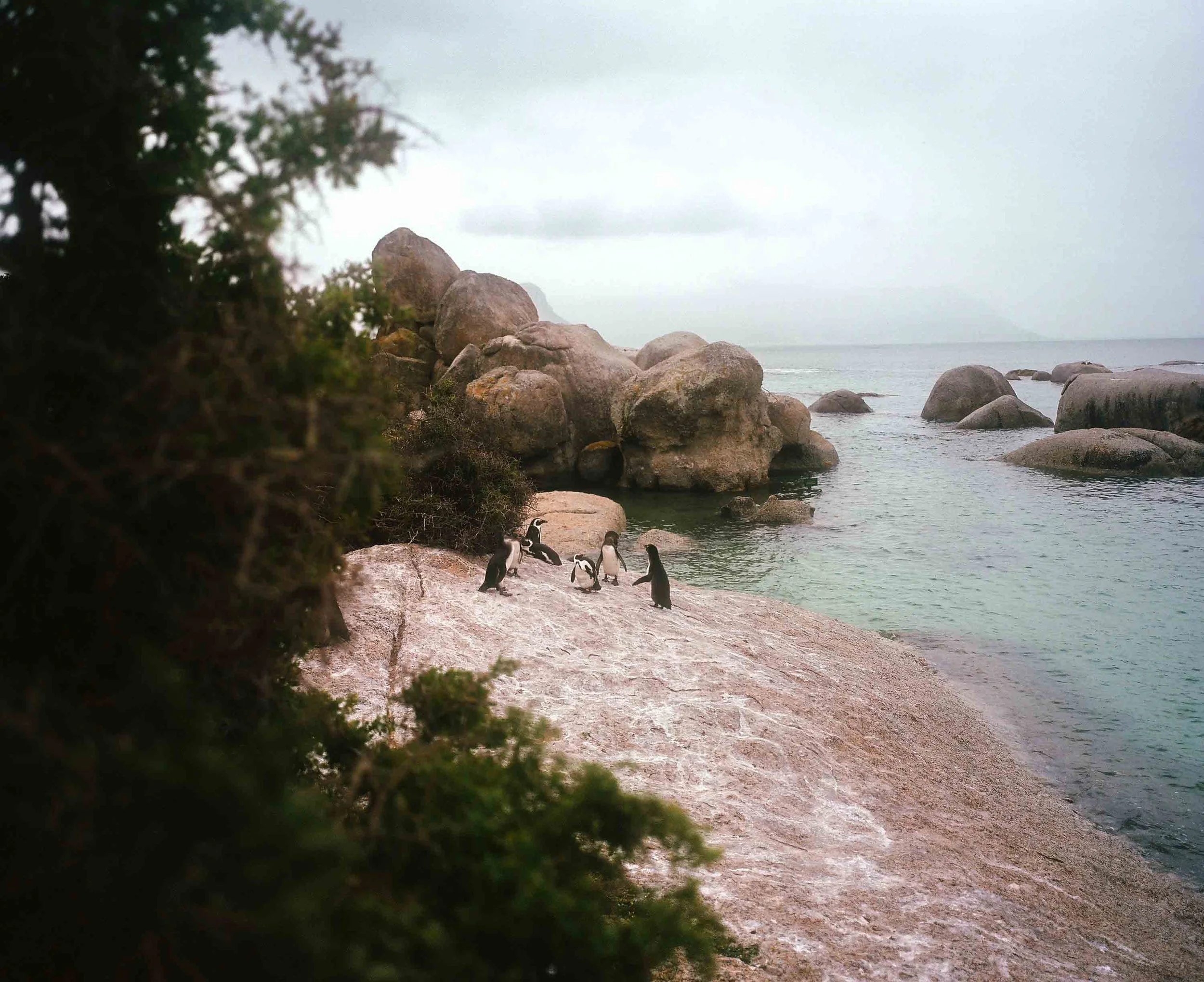 Boulders Beach penguins 2024