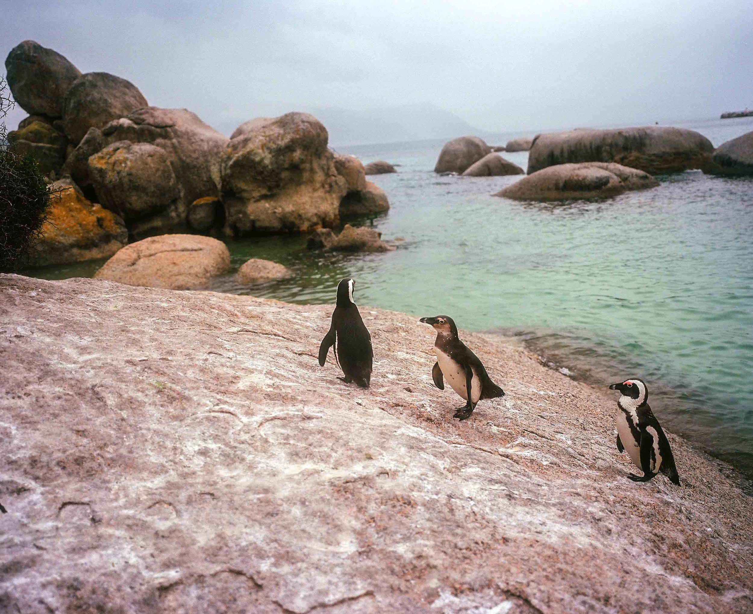 Boulders Beach penguins 2024