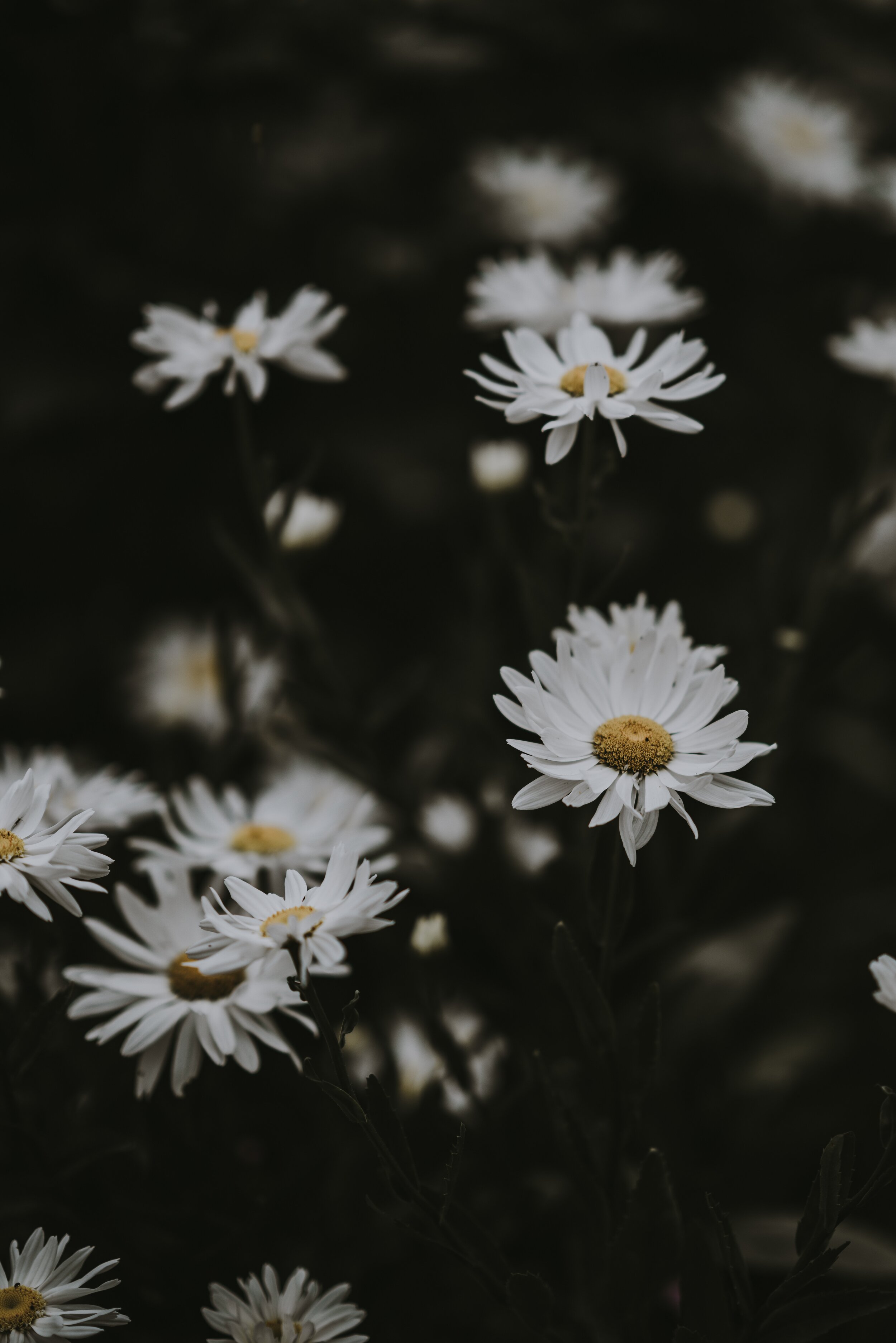 Flowers In A Pandemic