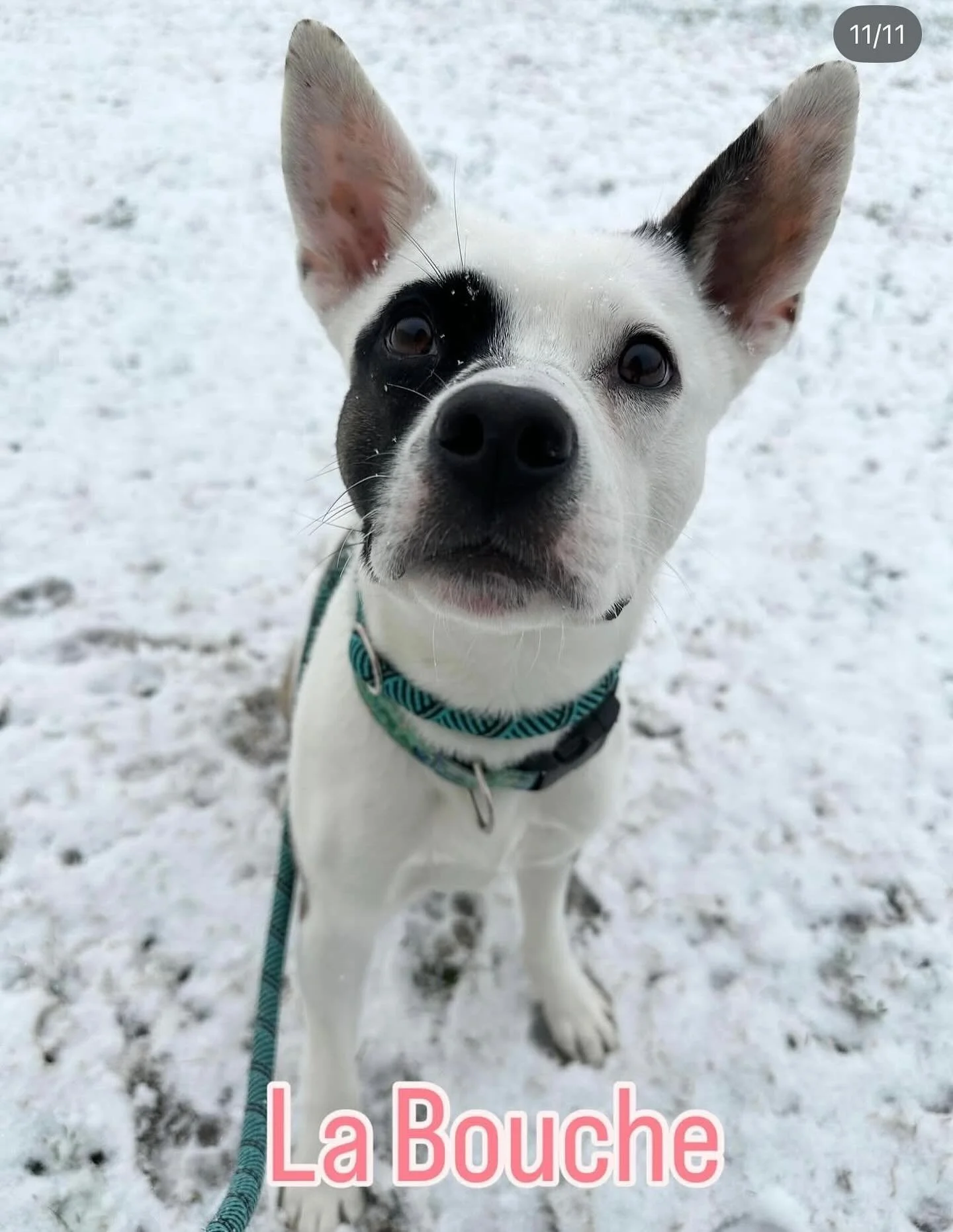 Brambly is for dog lovers! Adopt La Bouche from @racc_shelter and get free stuff from Brambly!

#rvadine #brambleon #rvadogs #adopt #shelterdog