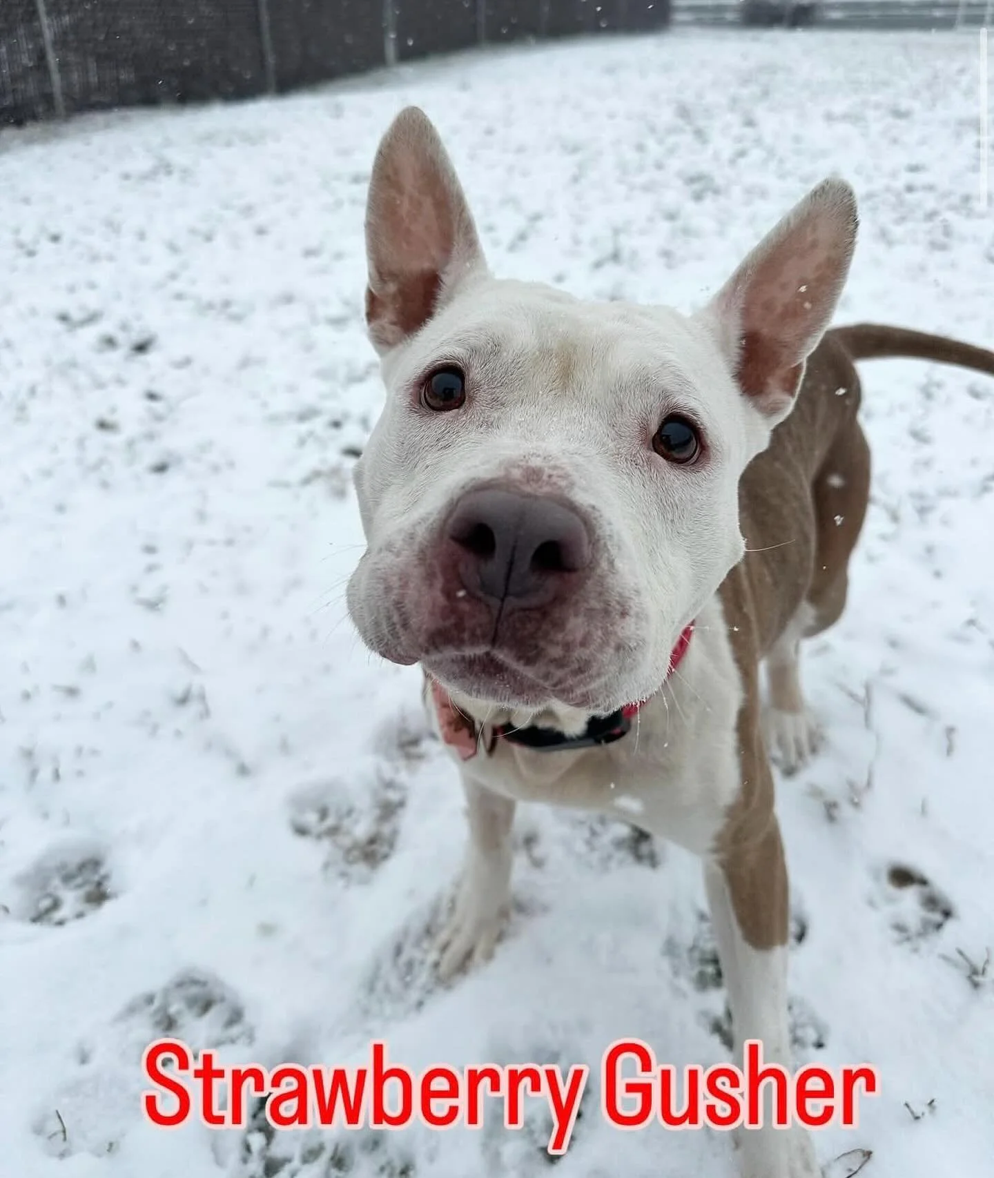 Brambly is for dog lovers! Adopt Strawberry Gusher from @racc_shelter and get free stuff from Brambly!

#rvadine #brambleon #rvadogs #adopt #shelterdog