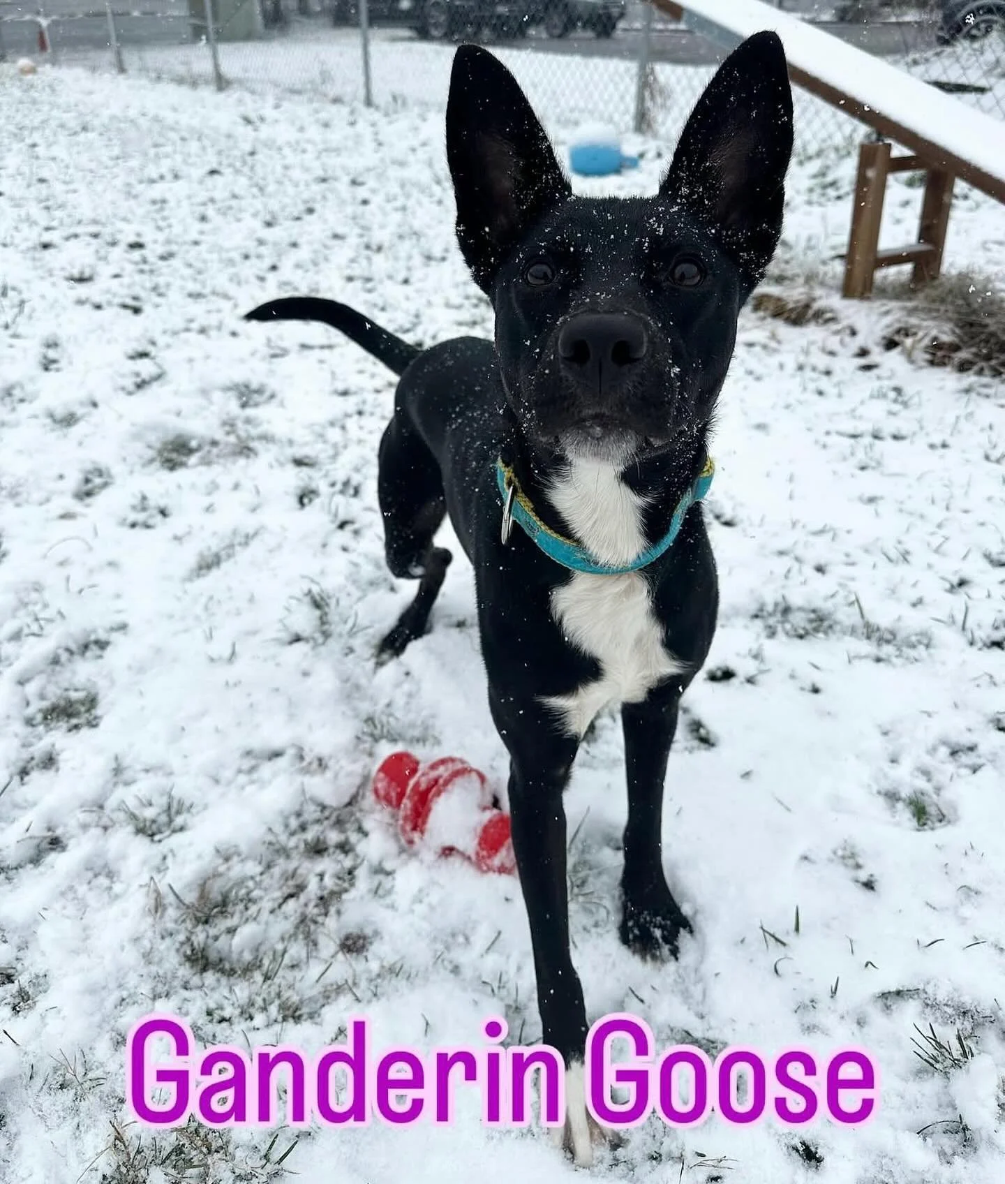Brambly is for dog lovers! Adopt Ganderin Goose from @racc_shelter and get free stuff from Brambly!

#rvadine #brambleon #rvadogs #adopt #shelterdog