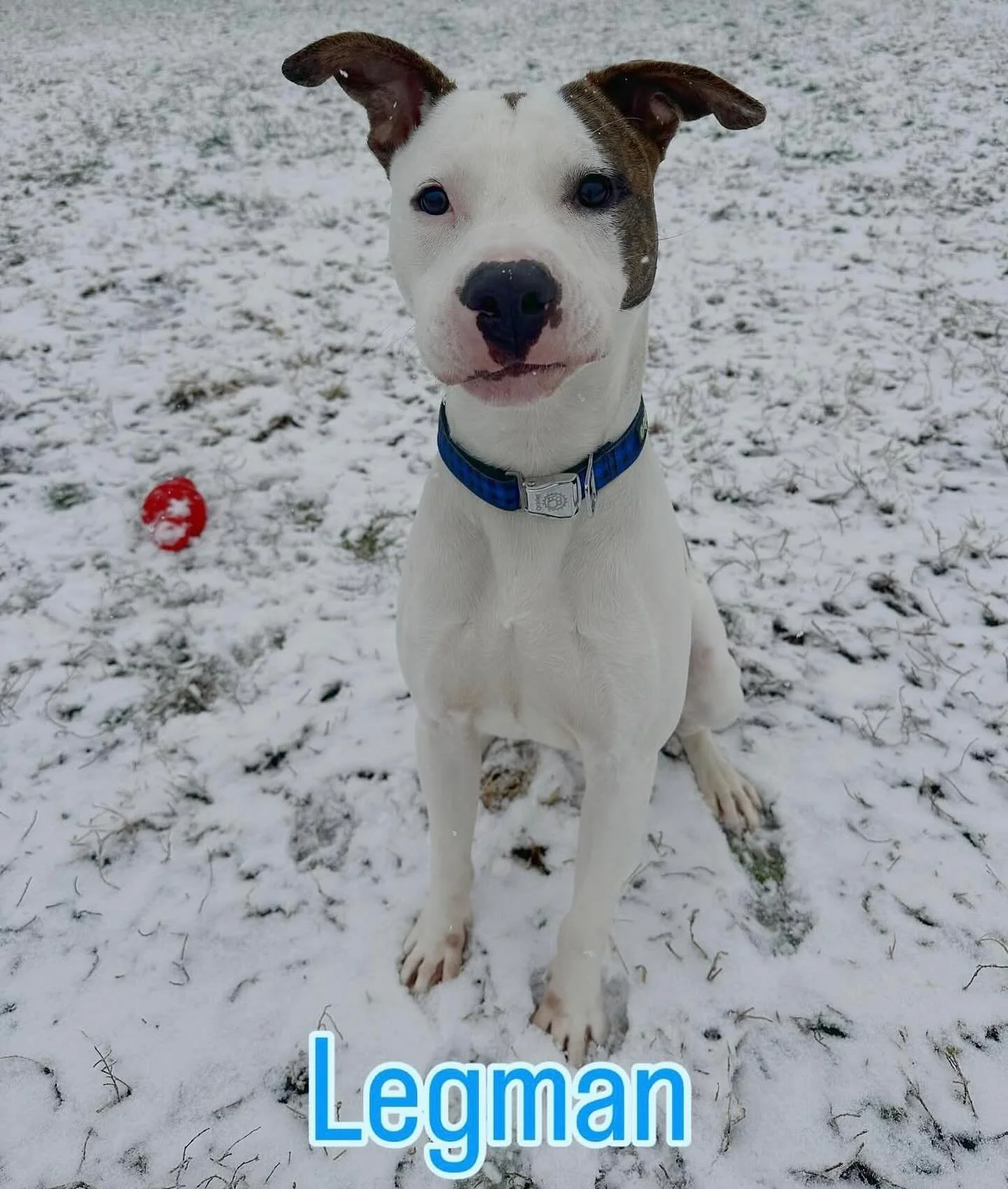 Brambly is for dog lovers! Adopt Legman from @racc_shelter and get free stuff from Brambly!

#rvadine #brambleon #rvadogs #adopt #shelterdog