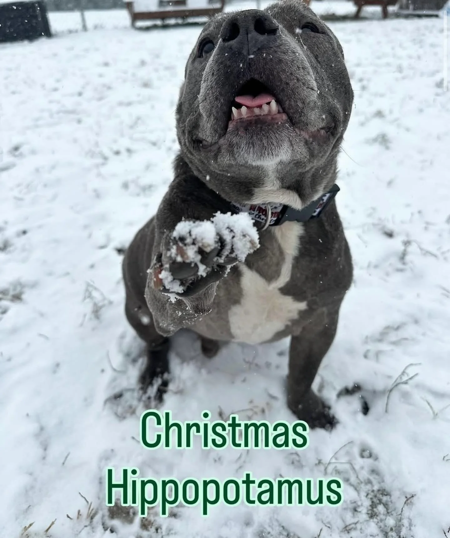 Brambly is for dog lovers! Adopt Christmas Hippopotamus from @racc_shelter and get free stuff from Brambly!

#rvadine #brambleon #rvadogs #adopt #shelterdog