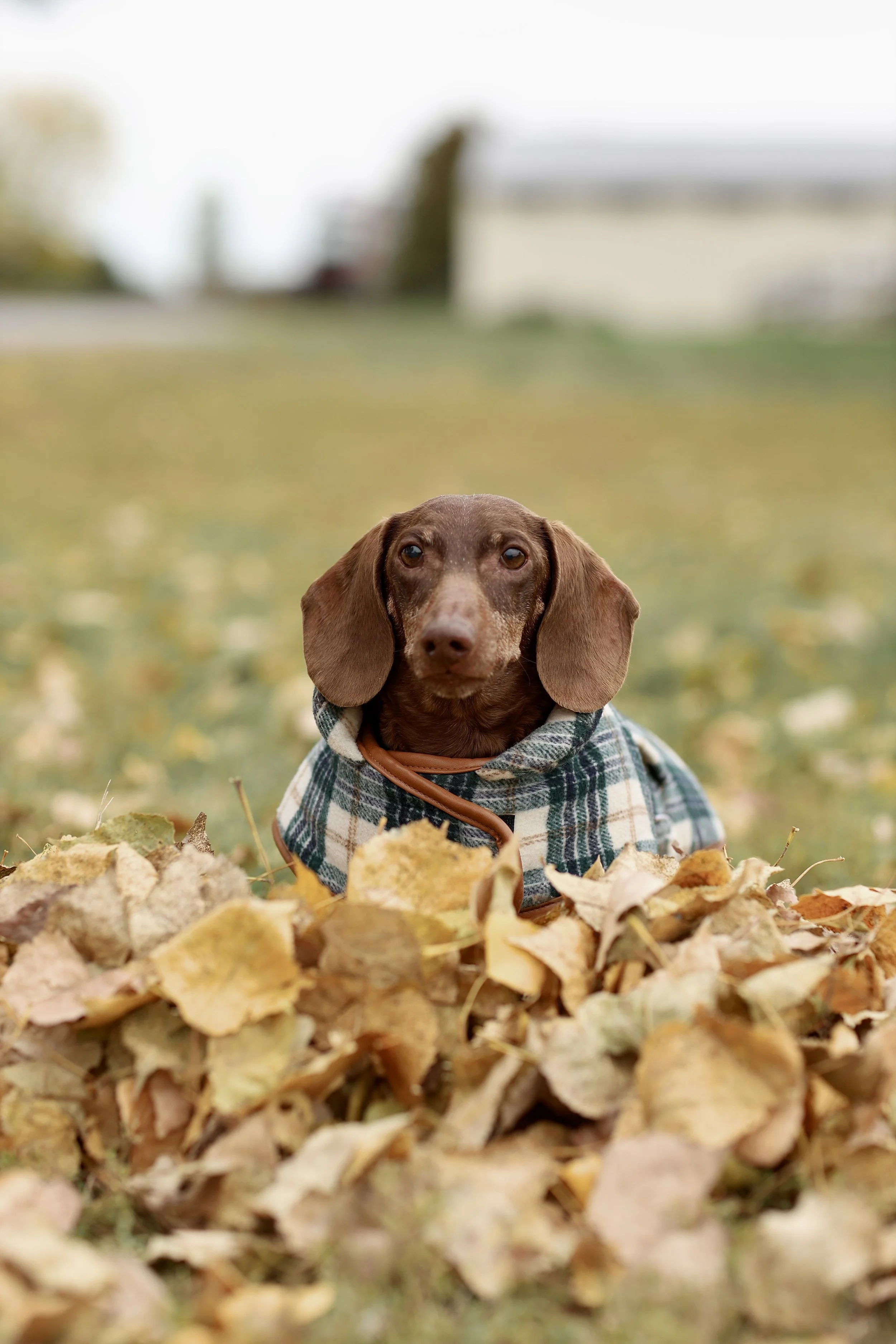 PET