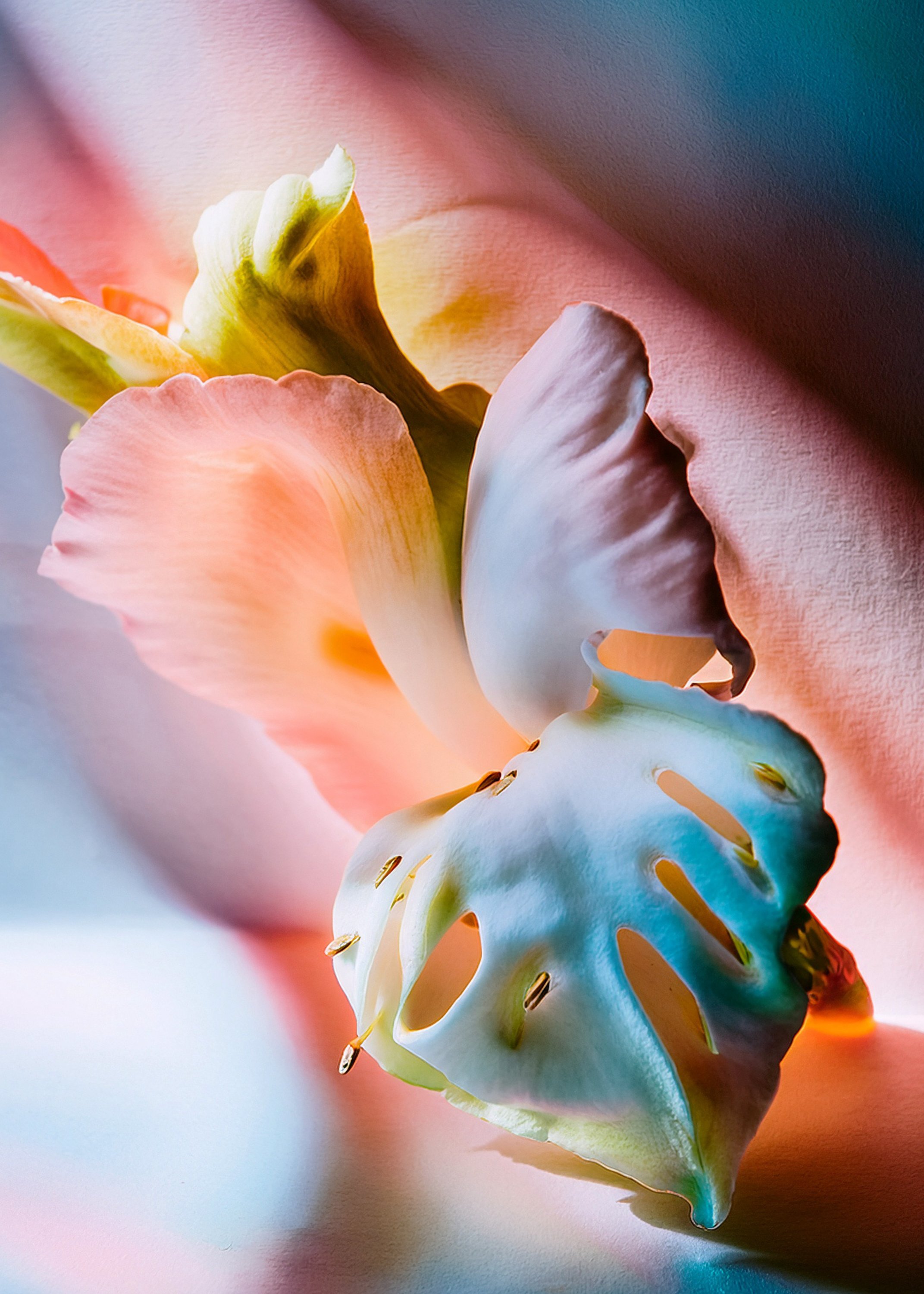 Bloom_Alicja_Wroblewska-4.jpg