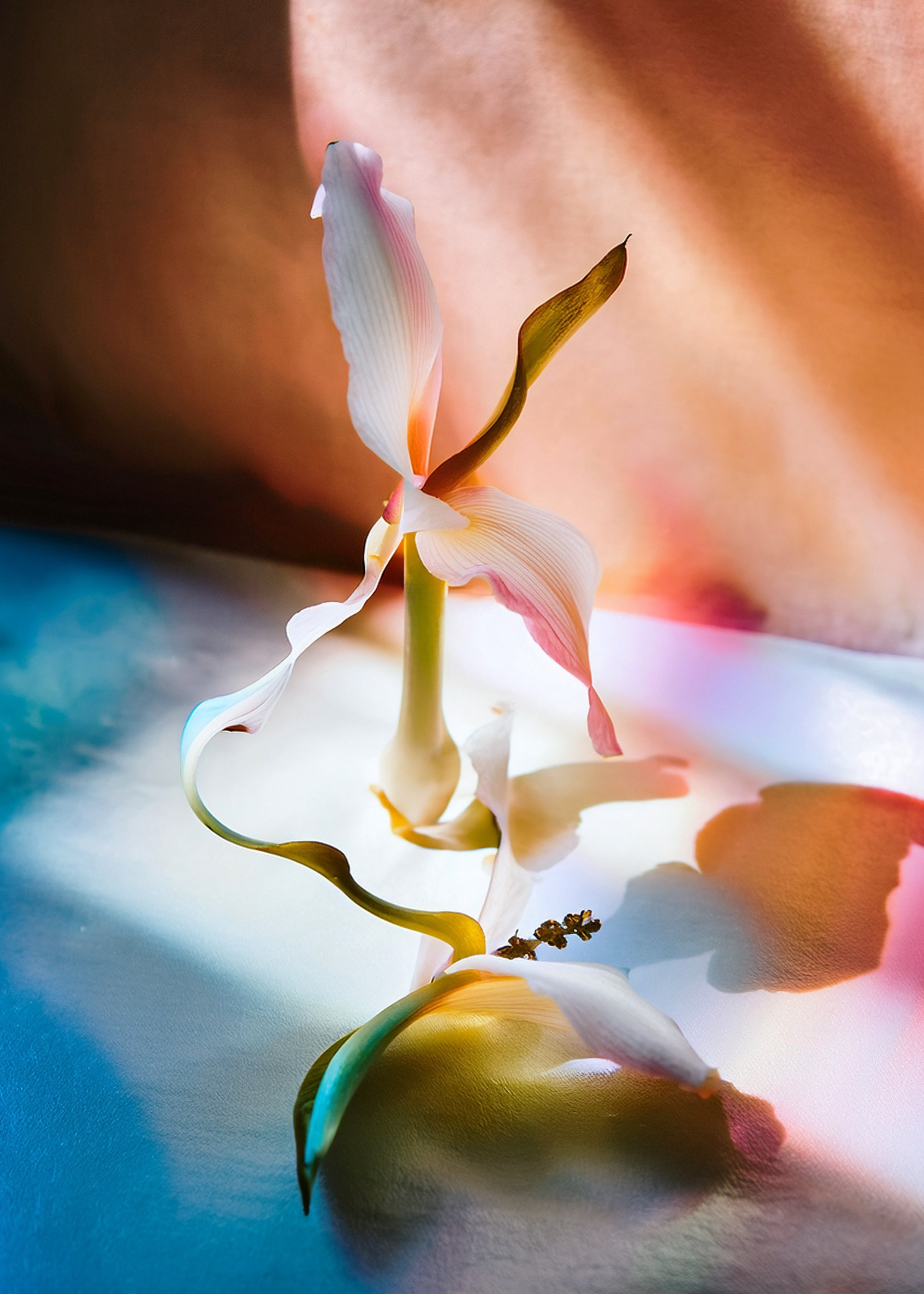 Bloom_Alicja_Wroblewska-2.jpg