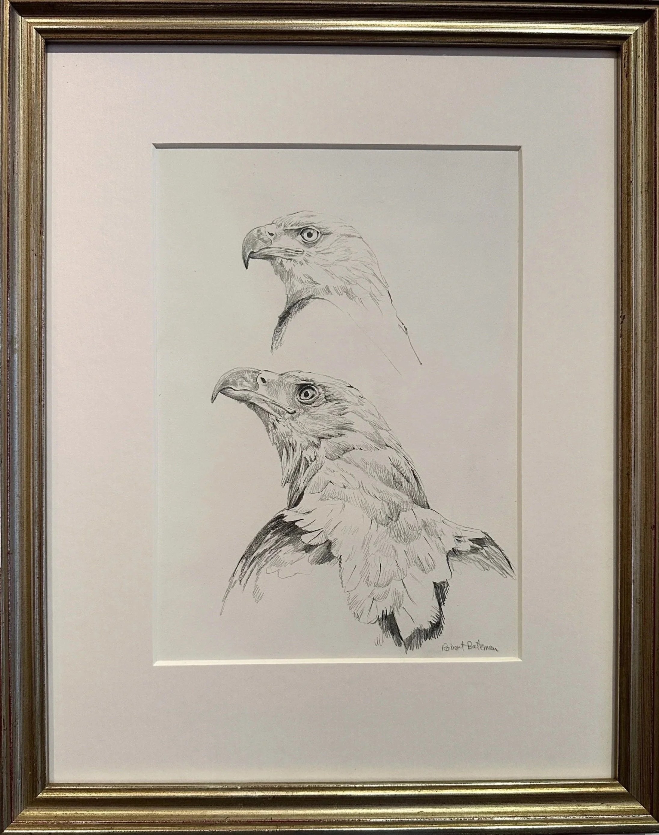 Two Eagle Head Studies, African Fish Eagles, 1975