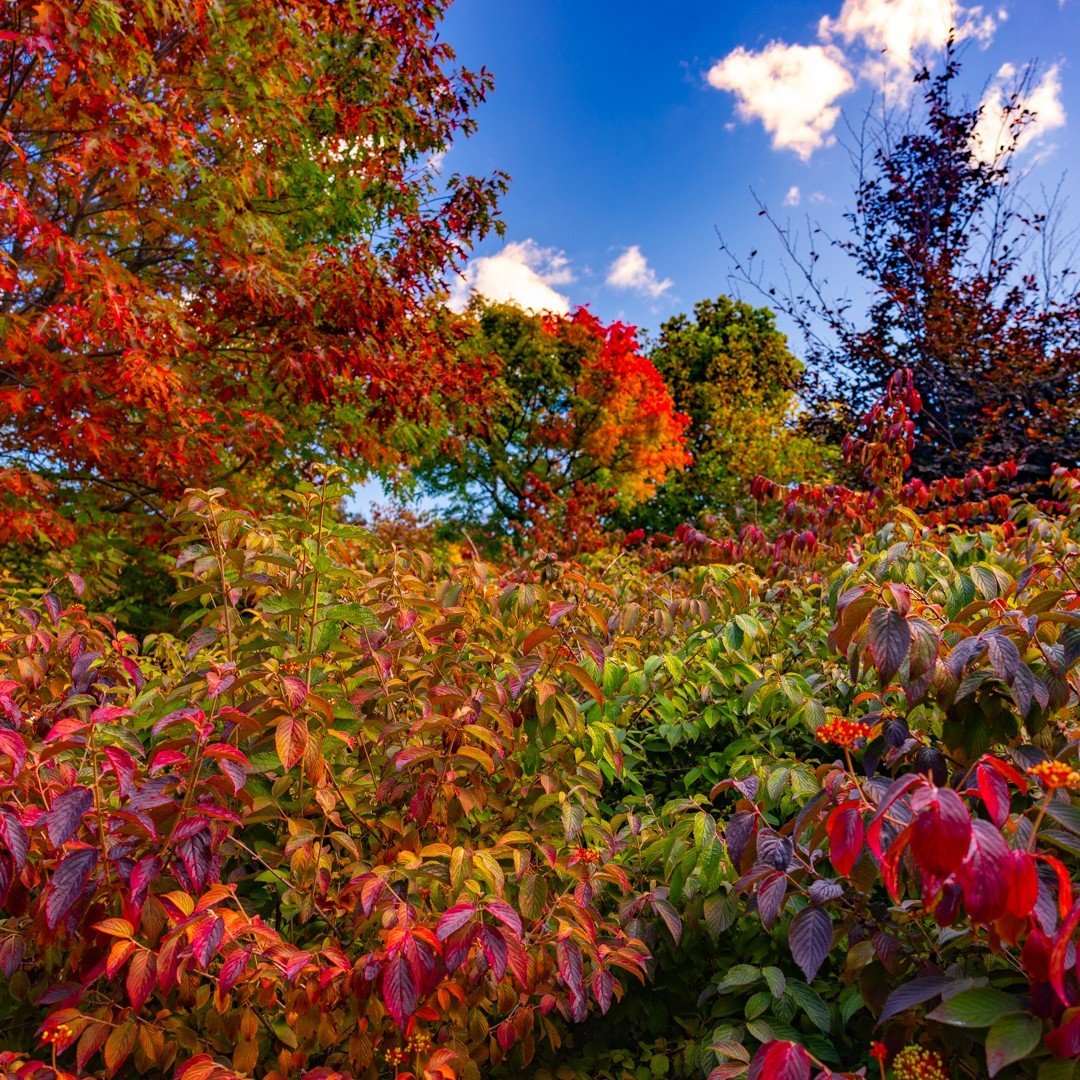 Don't miss out on the breathtaking Autumn colors at Mayfield Gardens! 🍁✨

Plan your garden day out before mid-May to witness nature's stunning display in full swing. Also, we are open on Anzac Day next week 🌼🌿

Secure your tickets in advance! 
🔗 