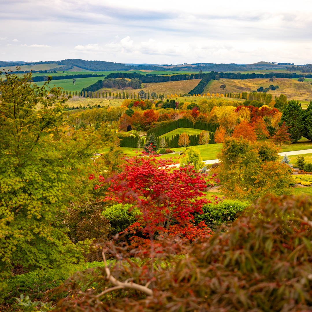 Discover the magic of Autumn at Mayfield Garden! 🍂✨

Time is running out to witness nature's stunning transformation, so plan your garden day out before the end of May.

You can visit the garden this Thursday on Anzac Day, we are open all day!

Get 