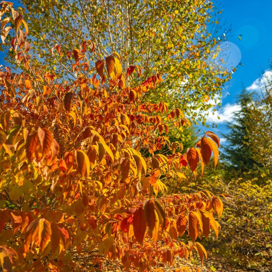 Autumn's close-up colour changes. 🍁

Hurry and plan your garden day out before it's too late to capture the beauty of the season. 

Garden tickets are available!
🔗Link in Bio

#autumn #nswgardens #travelnsw