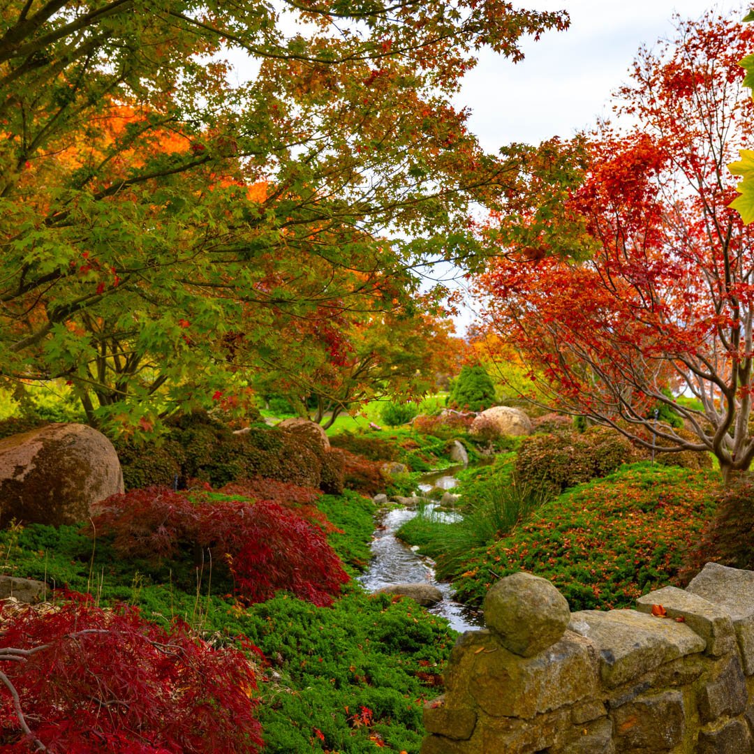 Autumn Oasis. 🍁

Embrace the beauty of Autumn at Mayfield Gardens! Hurry, time's running out to immerse yourself in nature's colourful canvas. 🍂

There are only 2-3 weeks left until the garden starts to lose its colour!

Book your visit now! 
🔗 Li