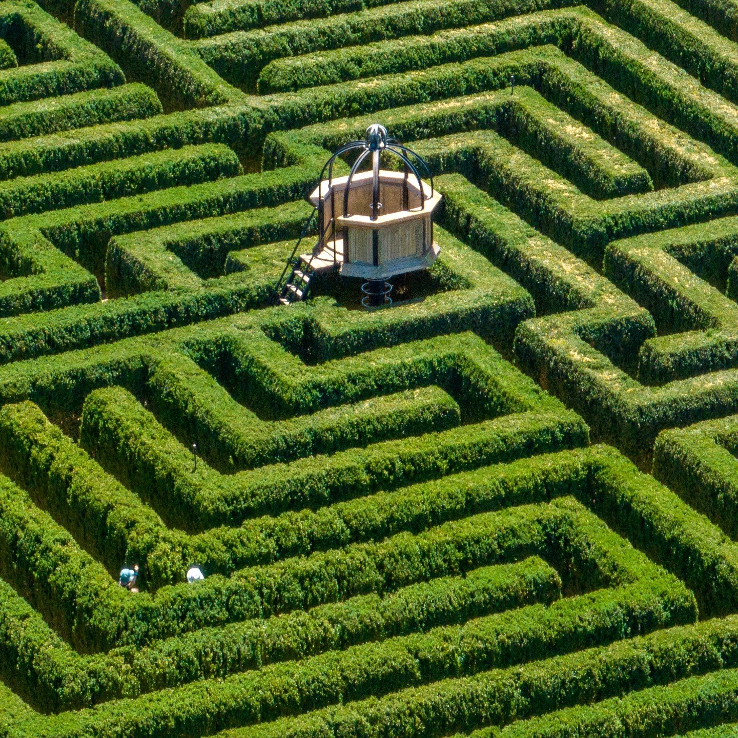 The full 65-hectare garden is now open every day, which means that you can bring your kids to Mayfield this weekend and set them free in what is the largest box hedge maze in the southern hemisphere. 

#wintergarden #winter #mayfieldgardenwinter