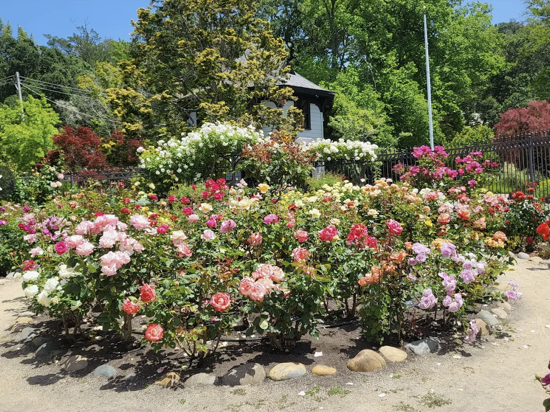 Rose garden in full bloom at Marin Art and Garden Center, Ross CA — Roux Catering preferred caterer
