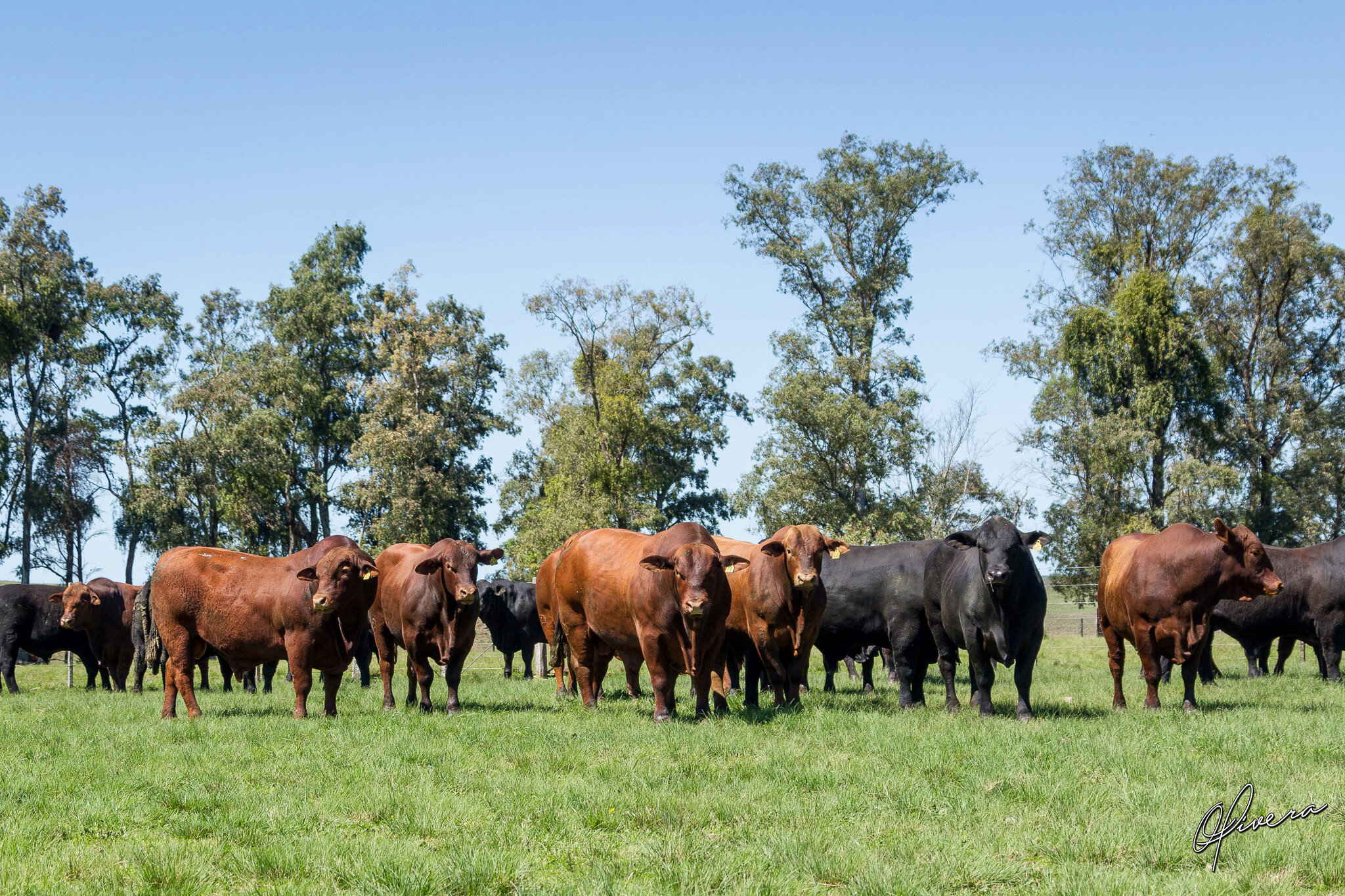  Foto: Agência El Campo 